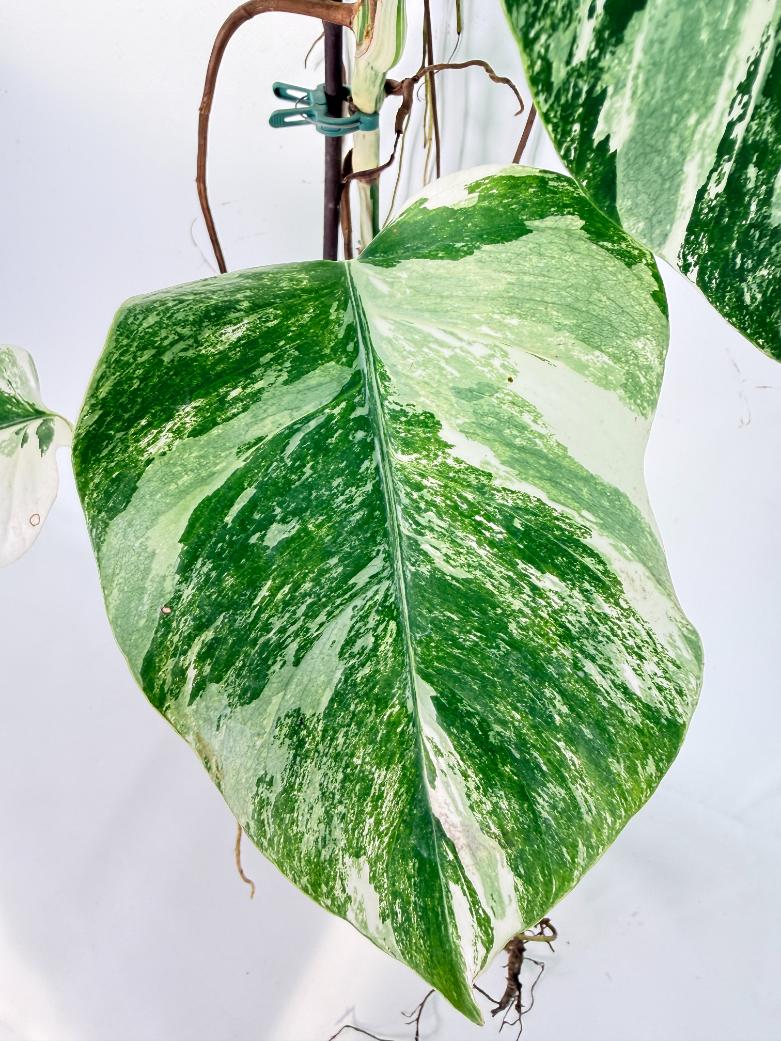 Monstera Albo Variegata XXL 11