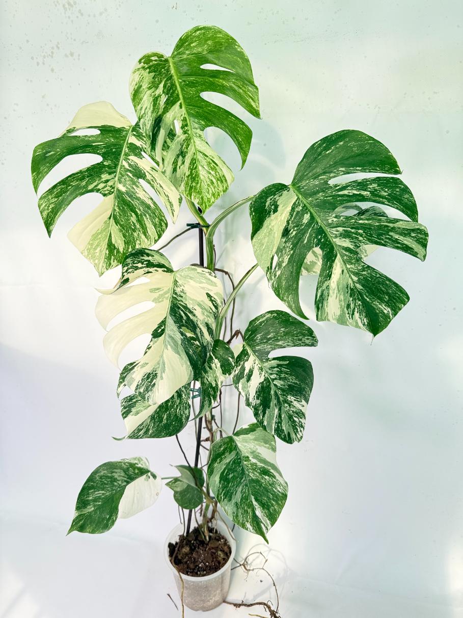 Monstera Albo Variegata XXL 12