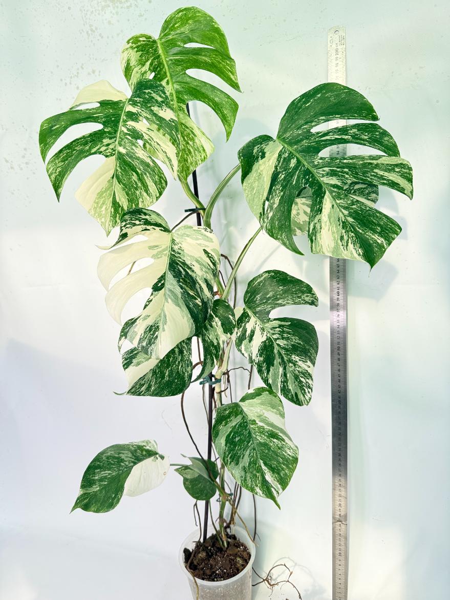 Monstera Albo Variegata XXL 1
3