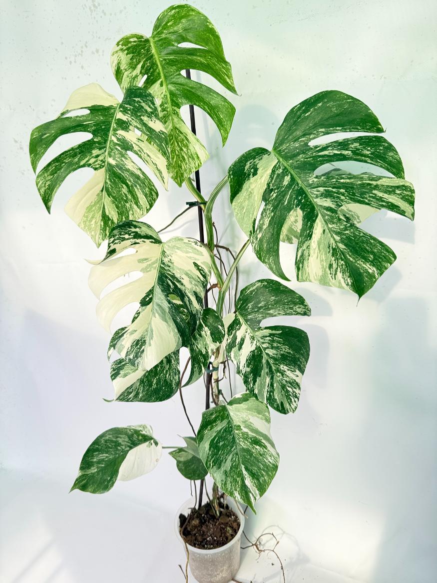 Monstera Albo Variegata XXL 01