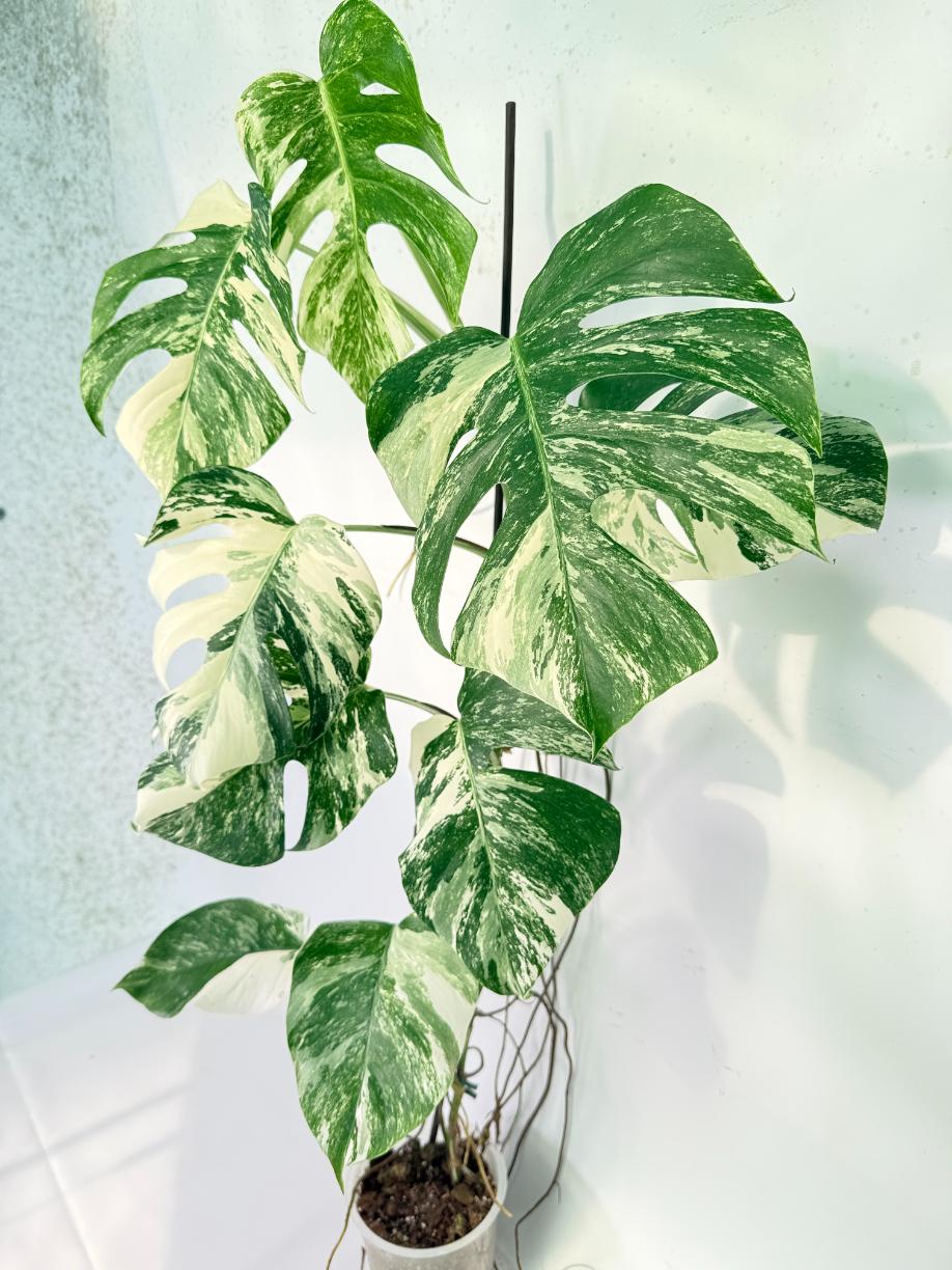Monstera Albo Variegata XXL 02