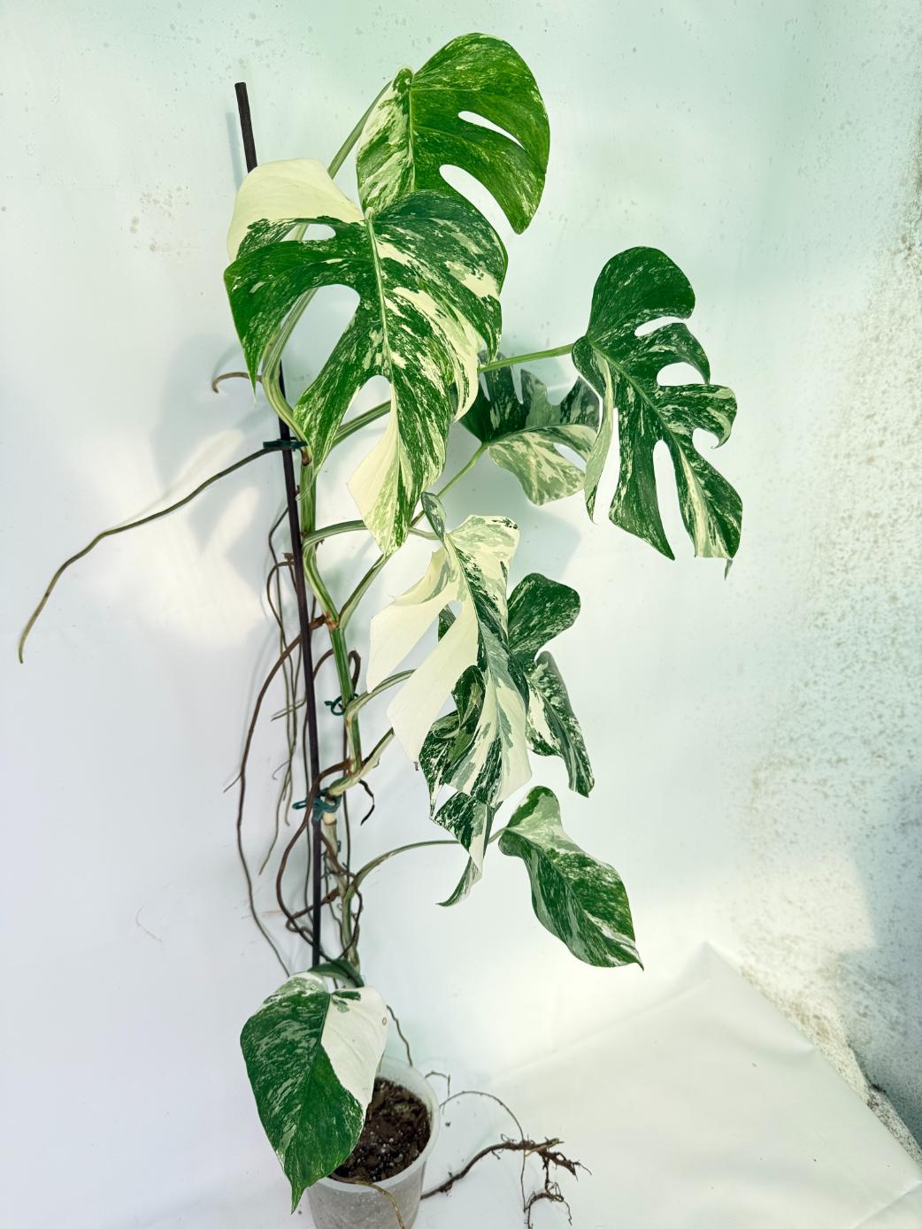 Monstera Albo Variegata XXL 03