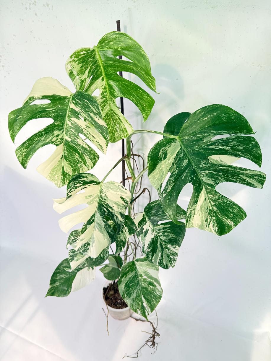 Monstera Albo Variegata XXL 04