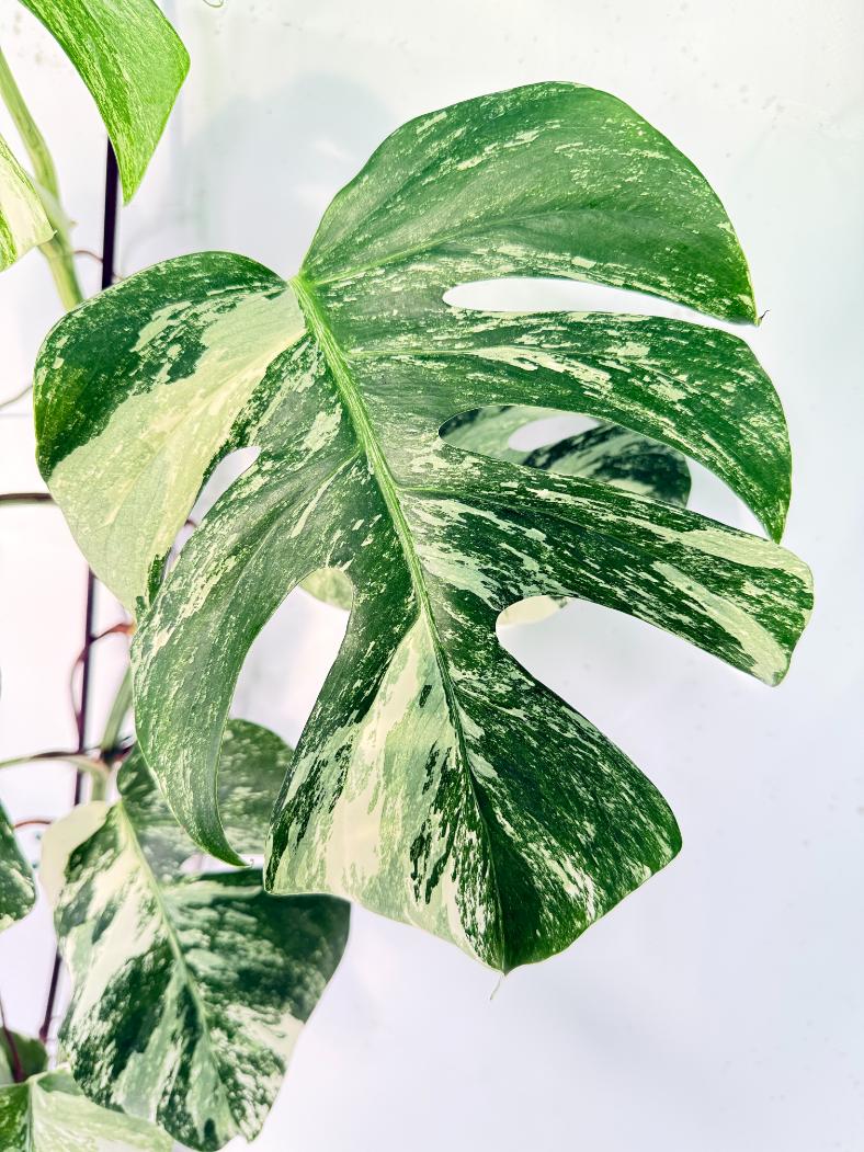 Monstera Albo Variegata XXL 05