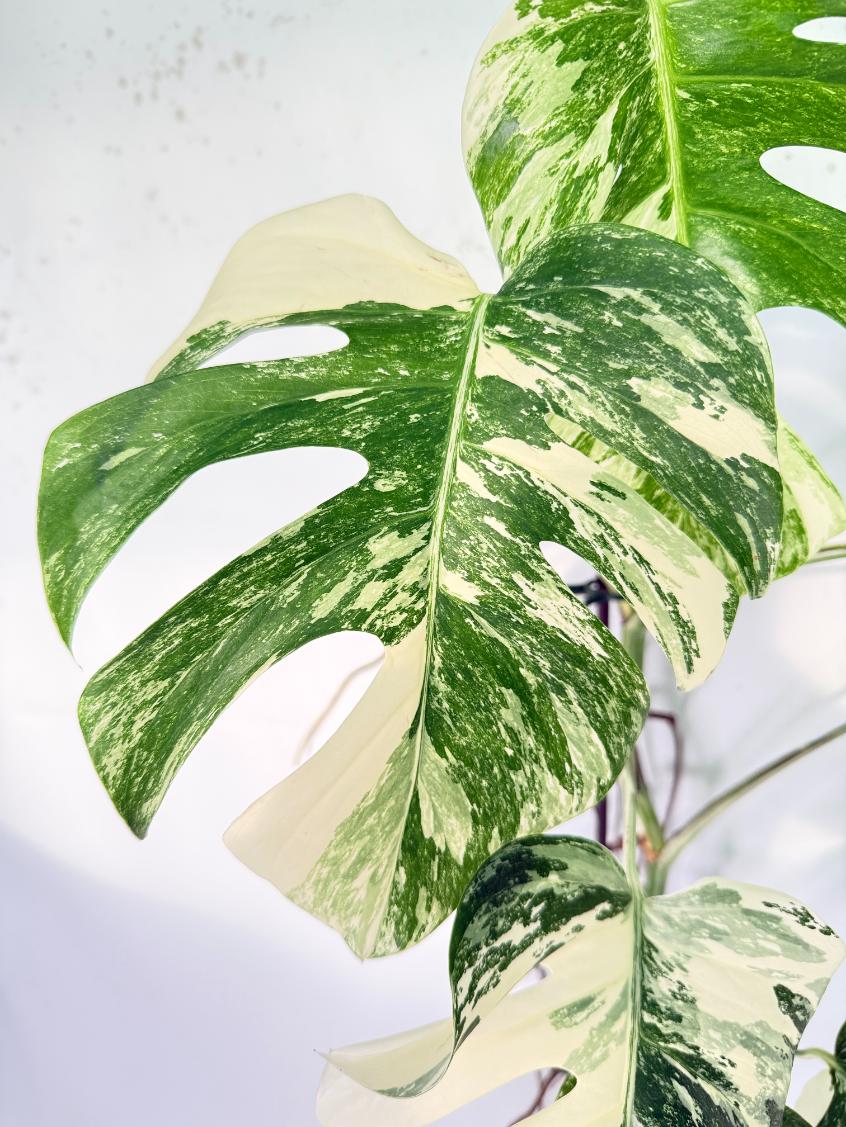 Monstera Albo Variegata XXL 06