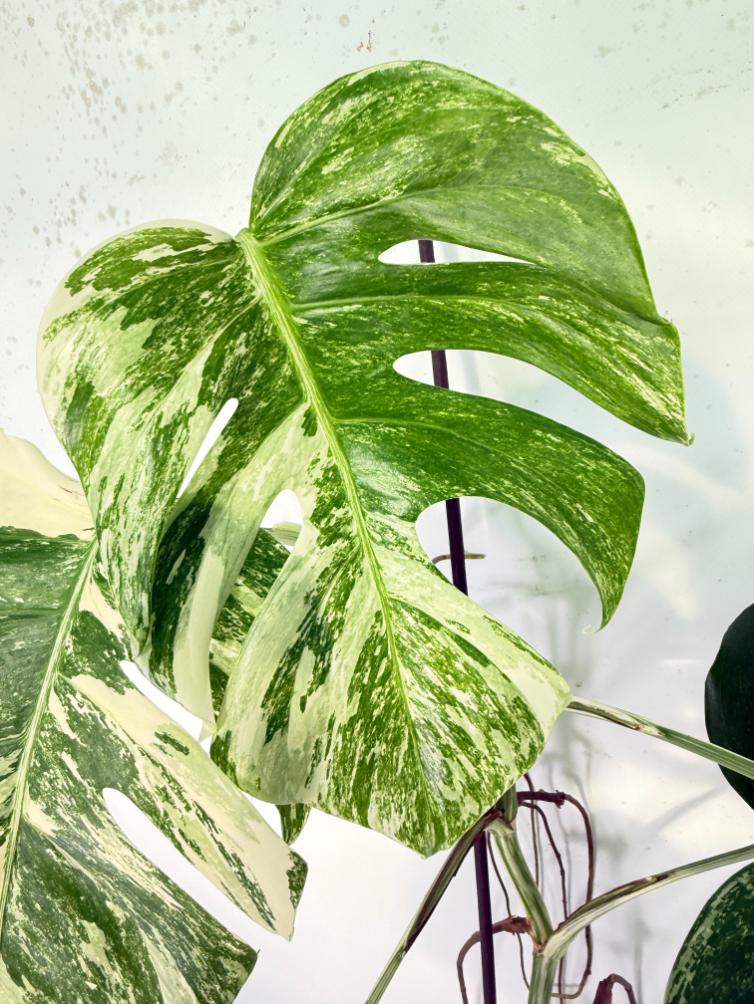 Monstera Albo Variegata XXL 07