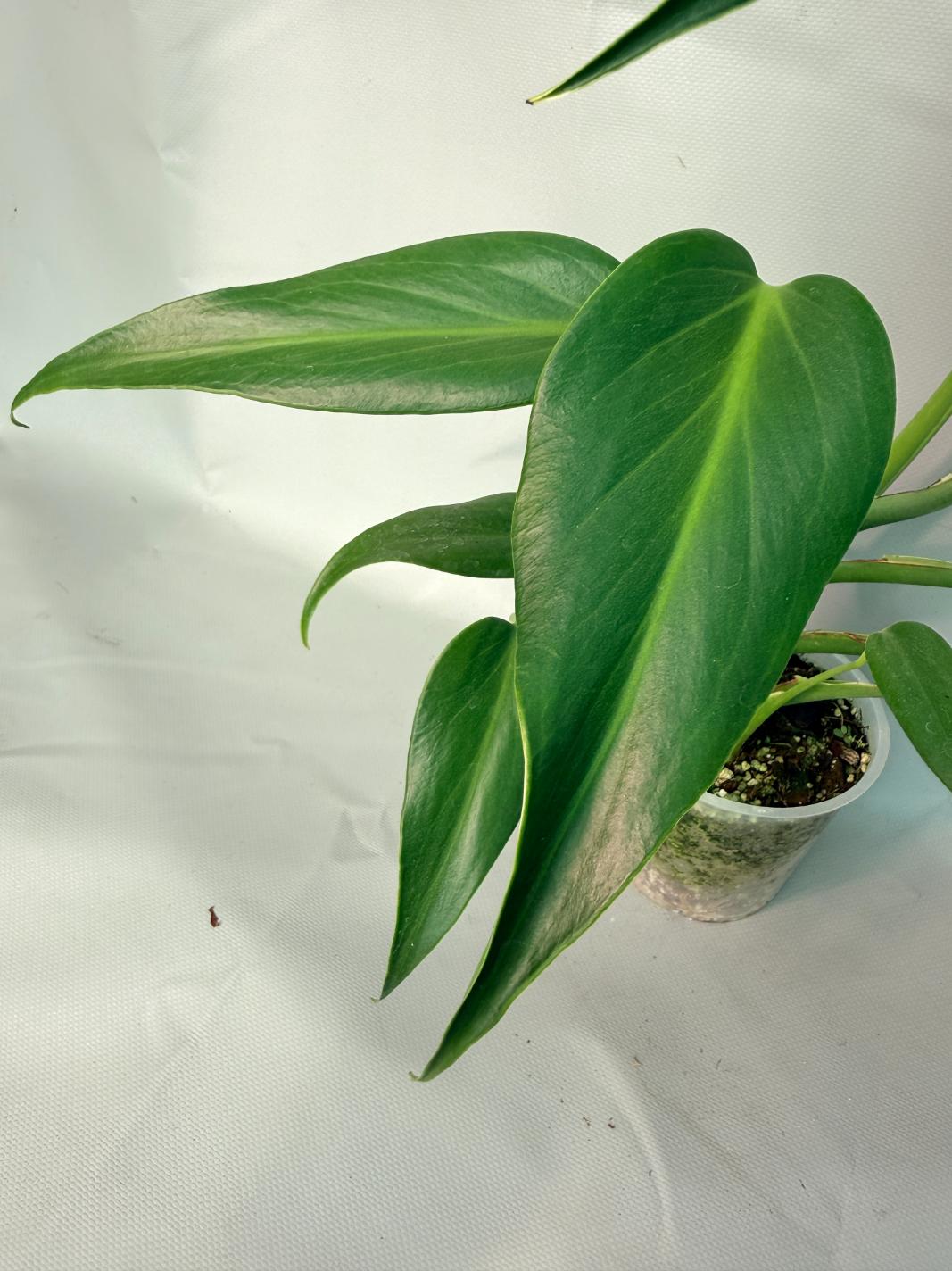 Monstera Burle Marx Flame XL 07