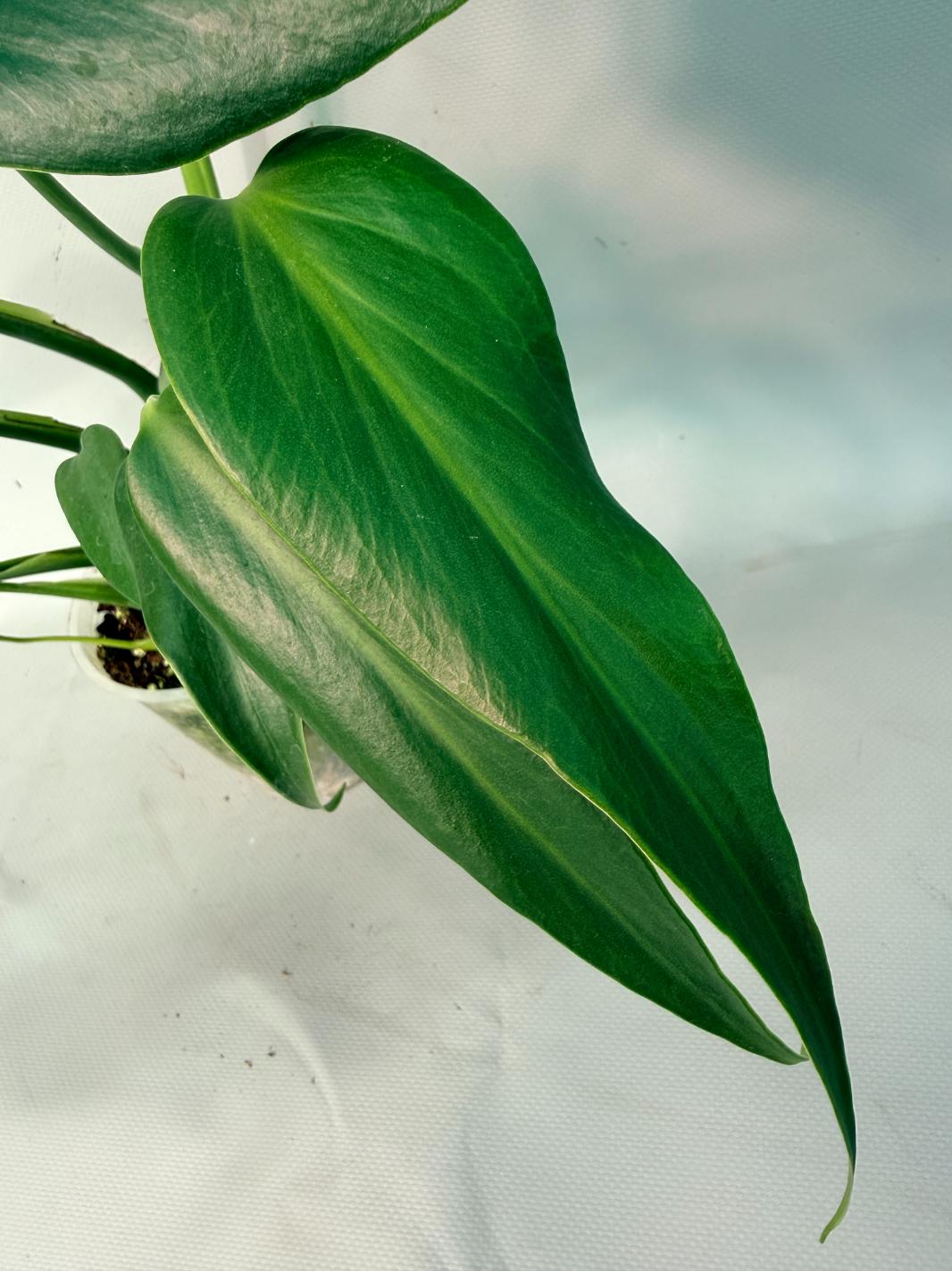 Monstera Burle Marx Flame XL 08