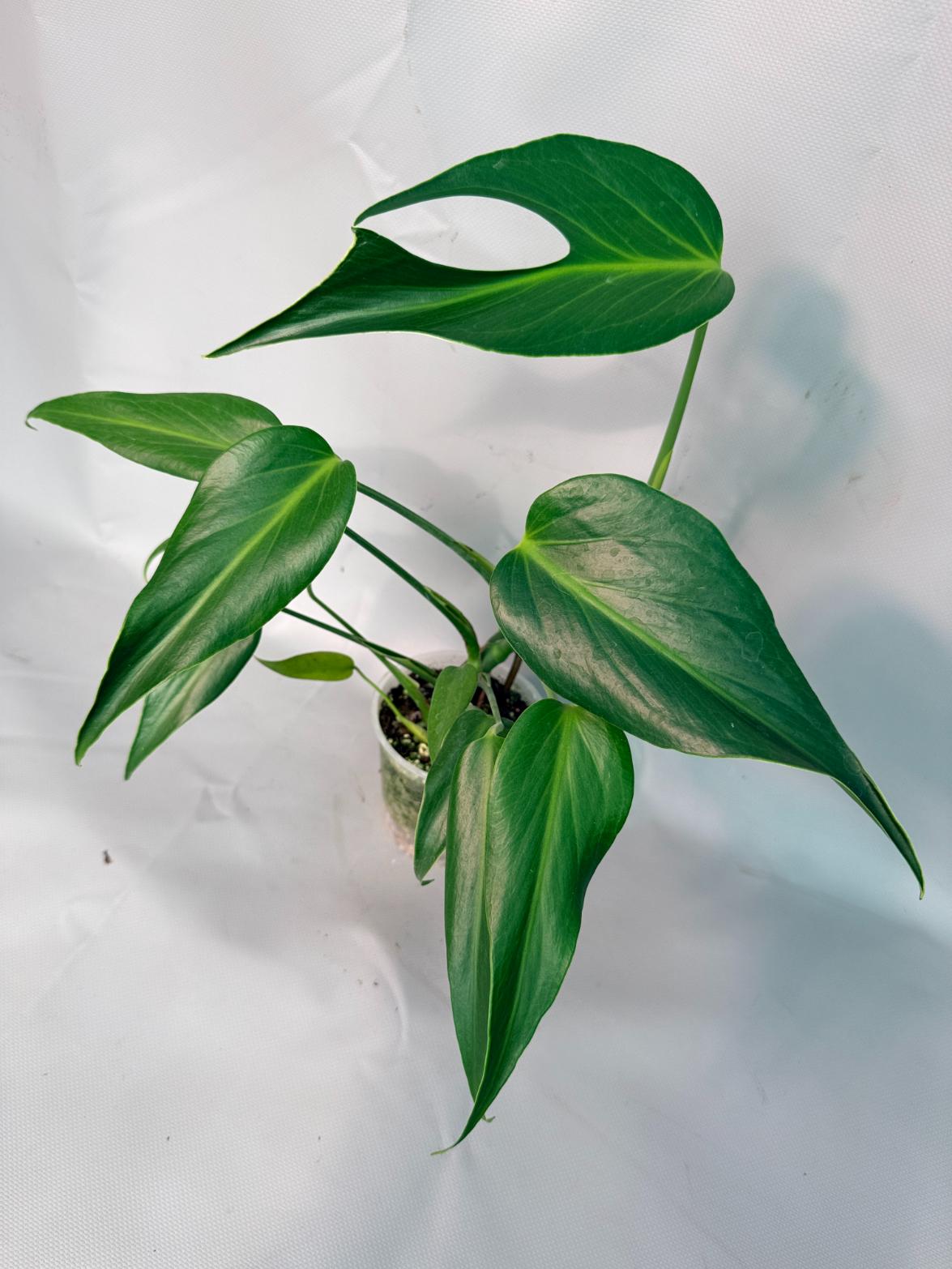 Monstera Burle Marx Flame XL 01