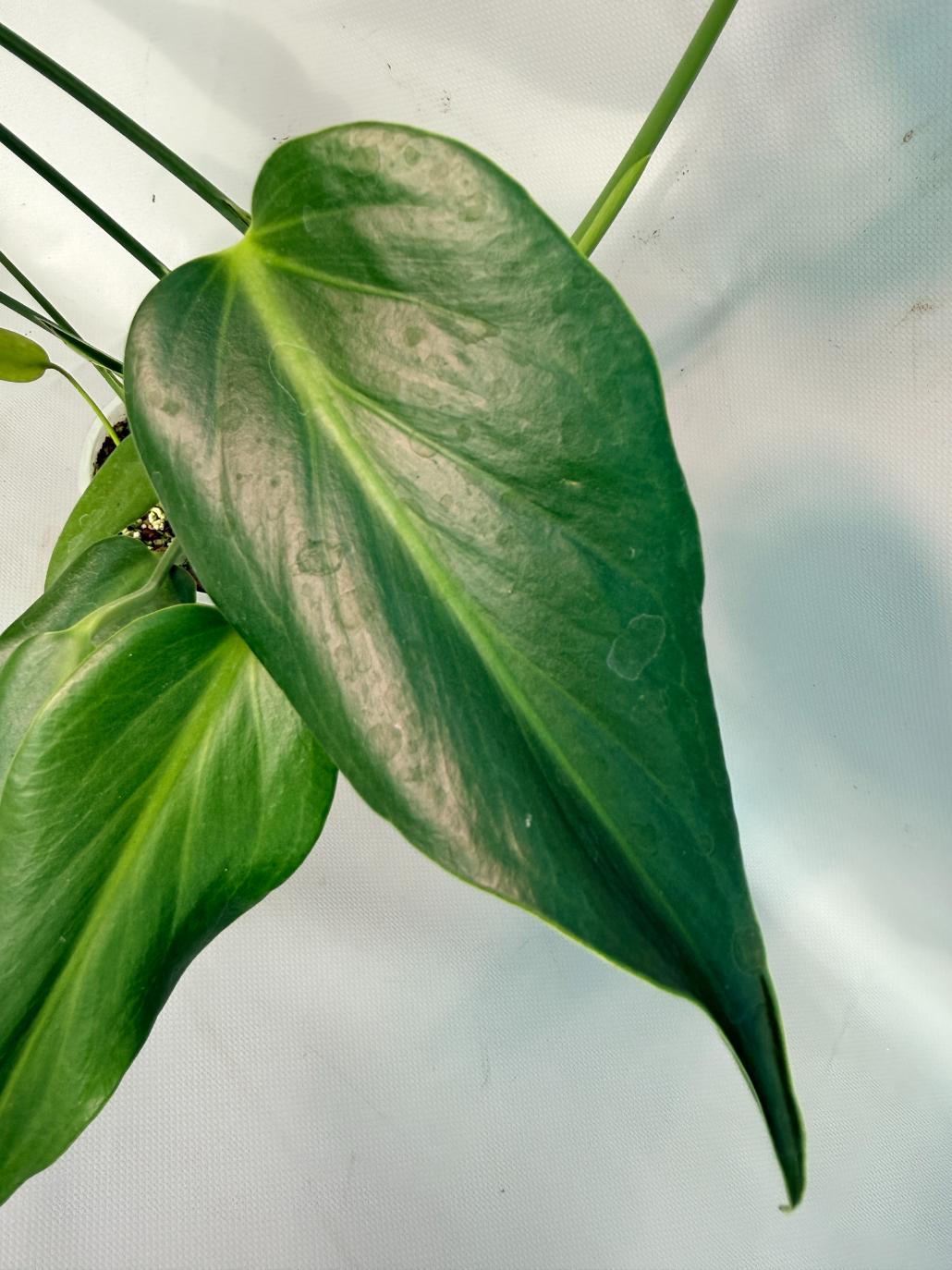 Monstera Burle Marx Flame XL 03