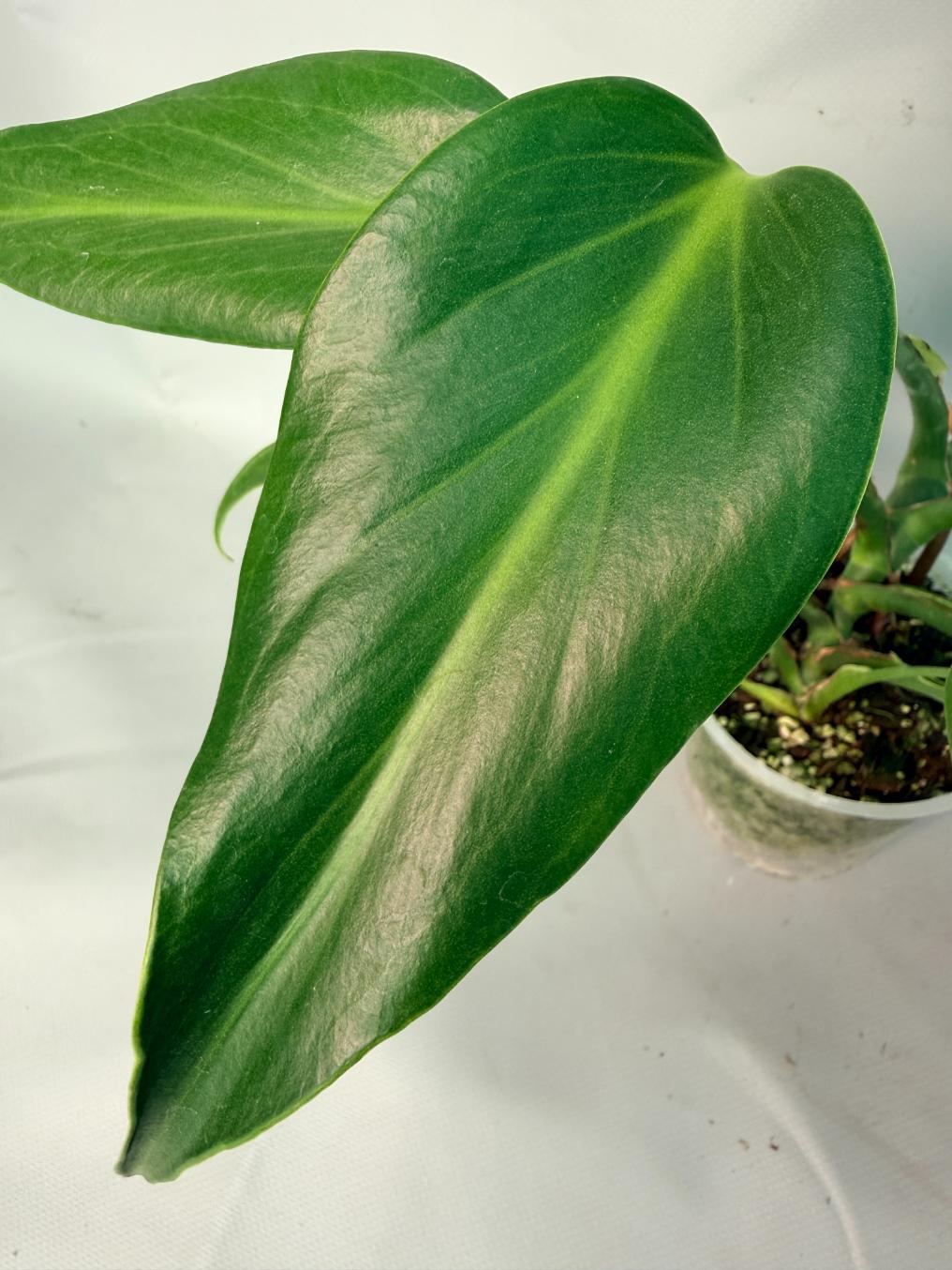 Monstera Burle Marx Flame XL 04