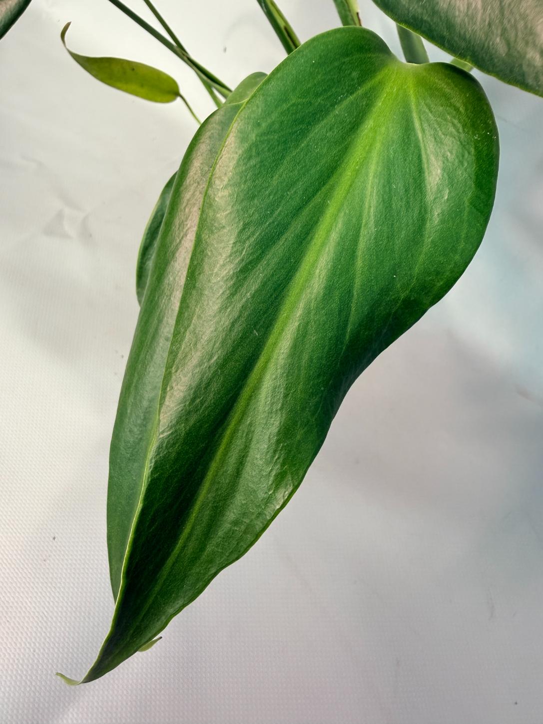 Monstera Burle Marx Flame XL 05