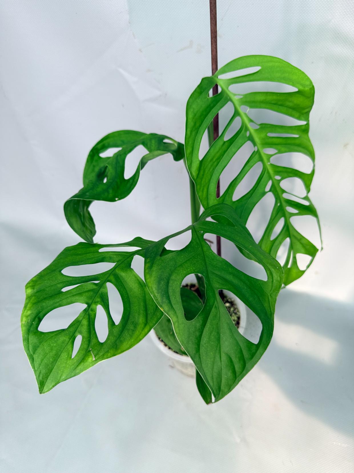 Monstera Epipremnoides Esqueleto