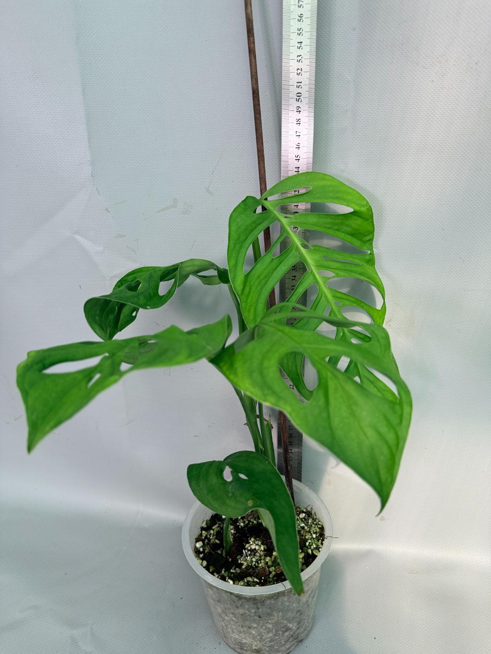 Monstera Epipremnoides Esqueleto