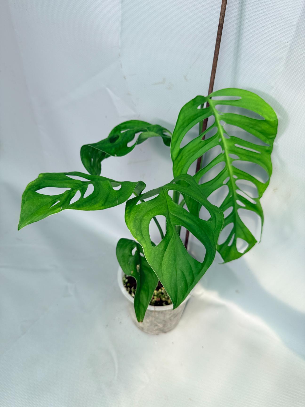 Monstera Epipremnoides Esqueleto large
