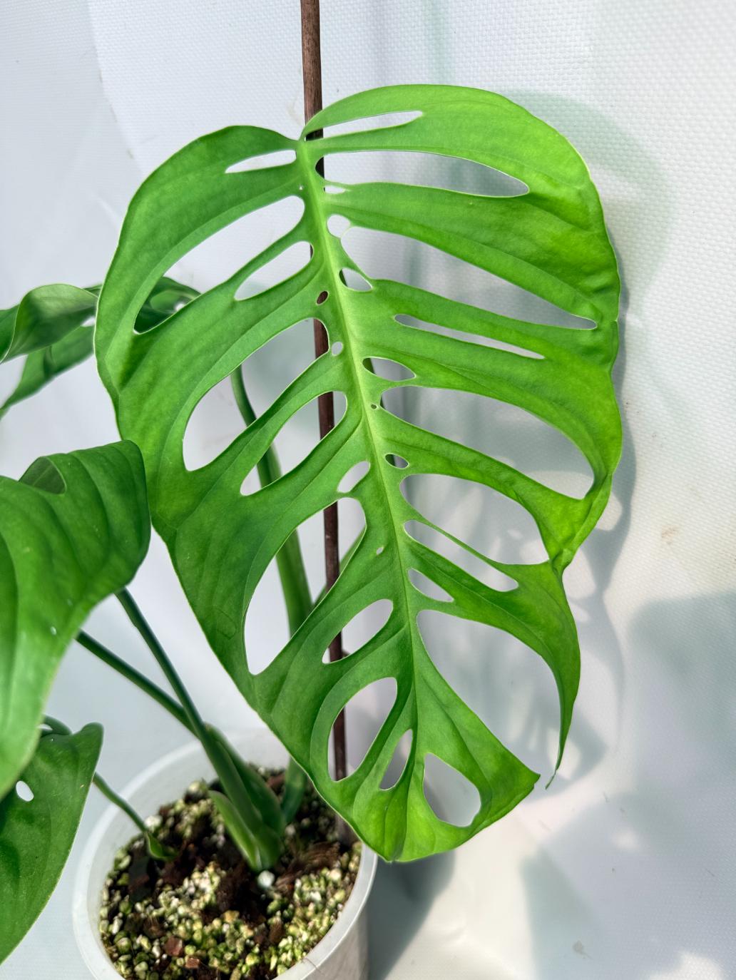 Monstera Epipremnoides Esqueleto large