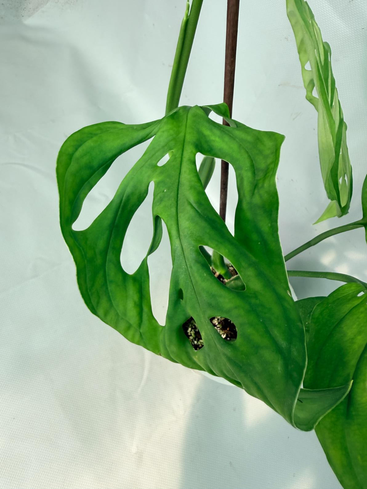 Monstera Epipremnoides Esqueleto large