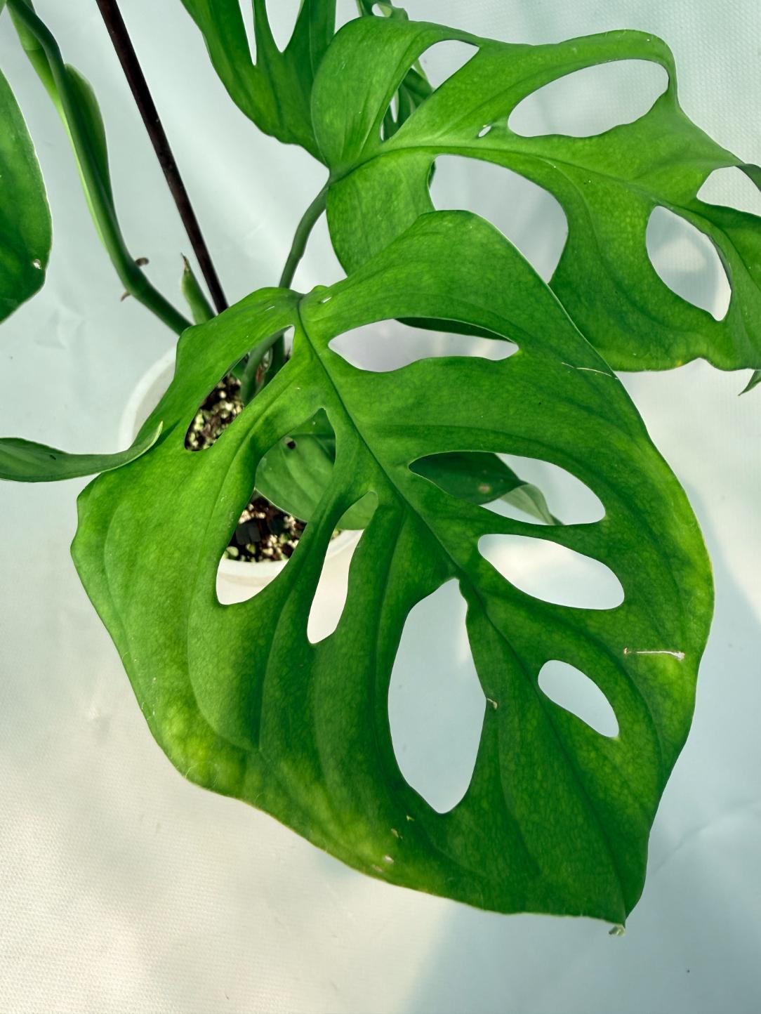 Monstera Epipremnoides Esqueleto large