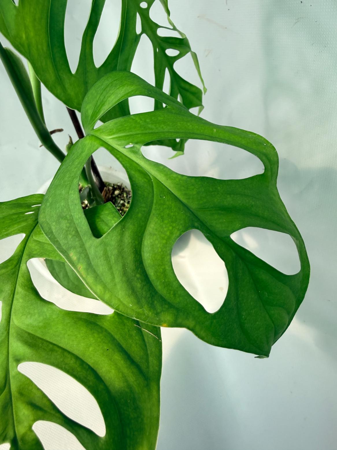 Monstera Epipremnoides Esqueleto large