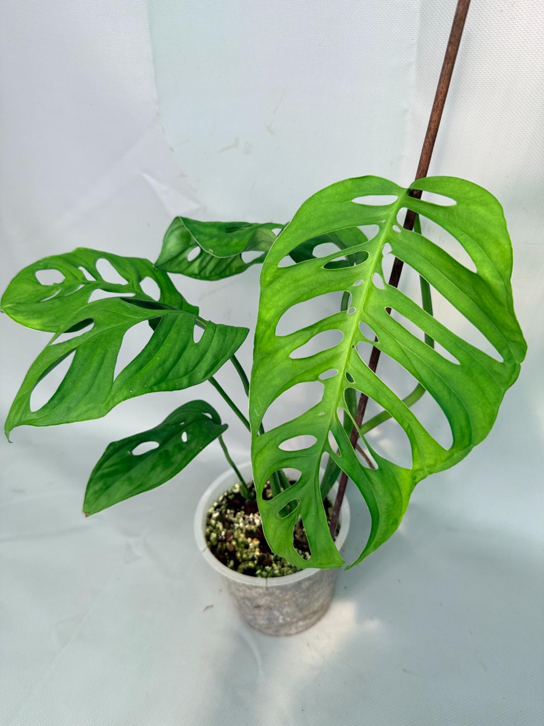 Monstera Epipremnoides Esqueleto large
