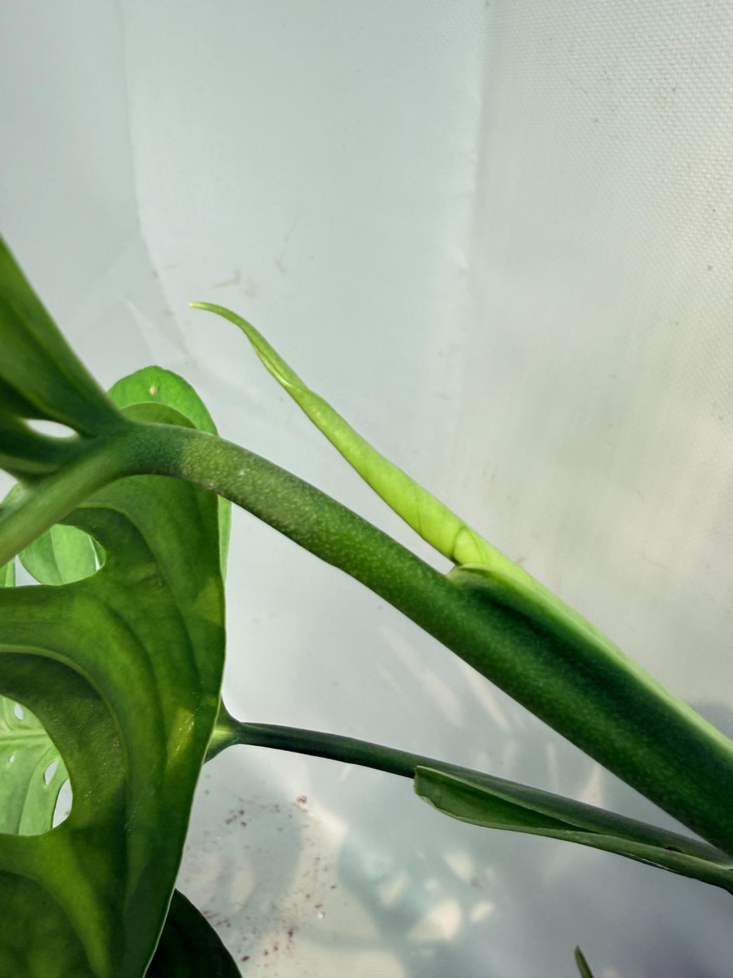 Monstera Epipremnoides Esqueleto 09