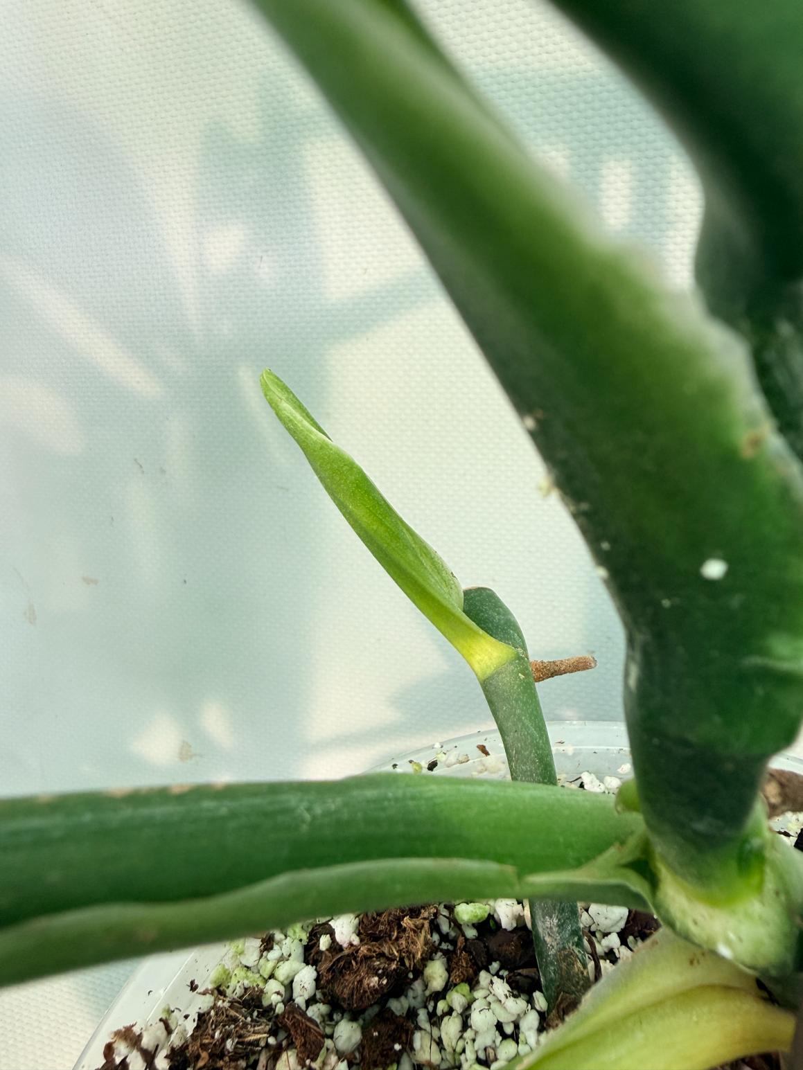 Monstera Epipremnoides Esqueleto 10