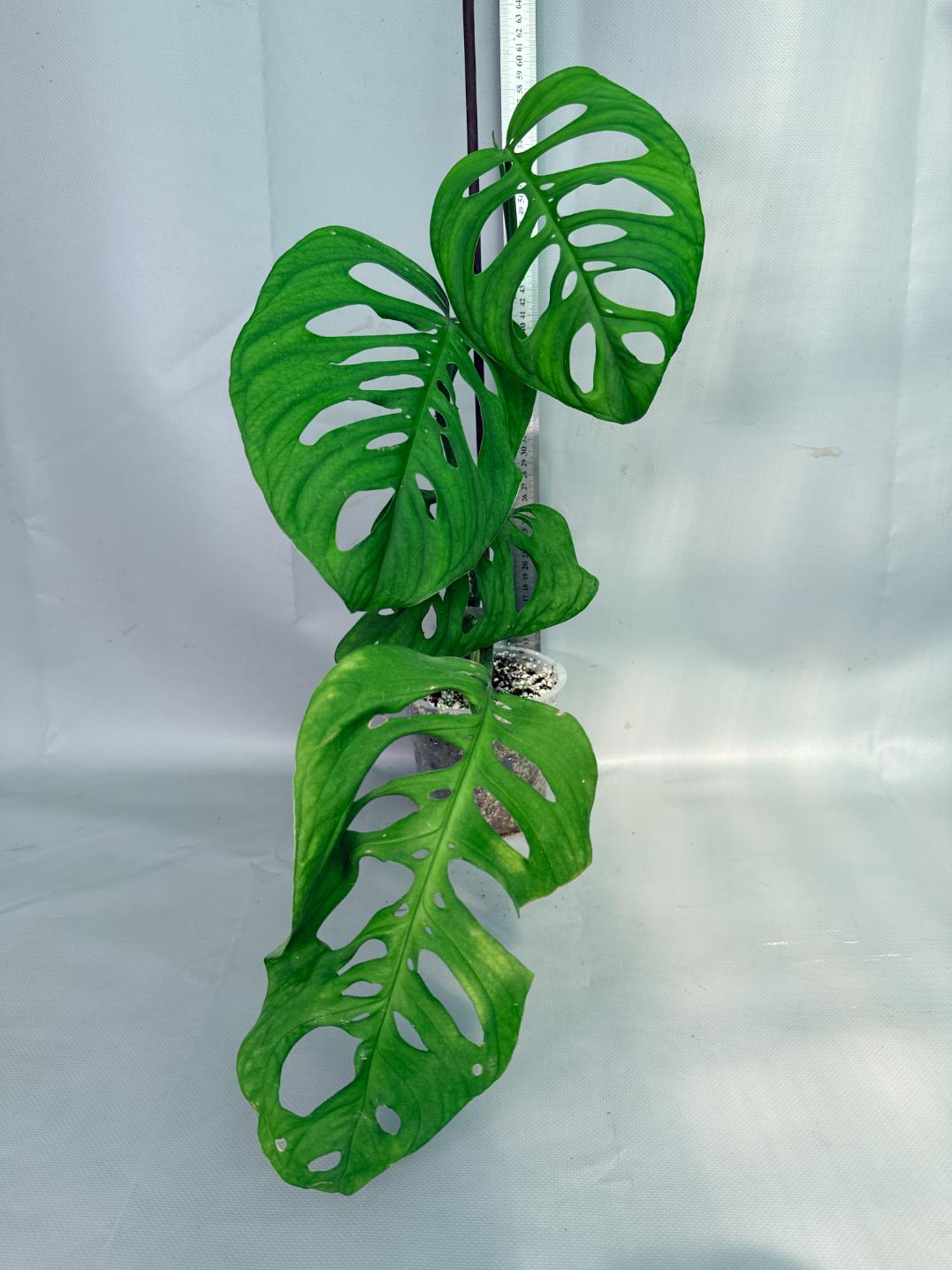 Monstera Epipremnoides Esqueleto 03
