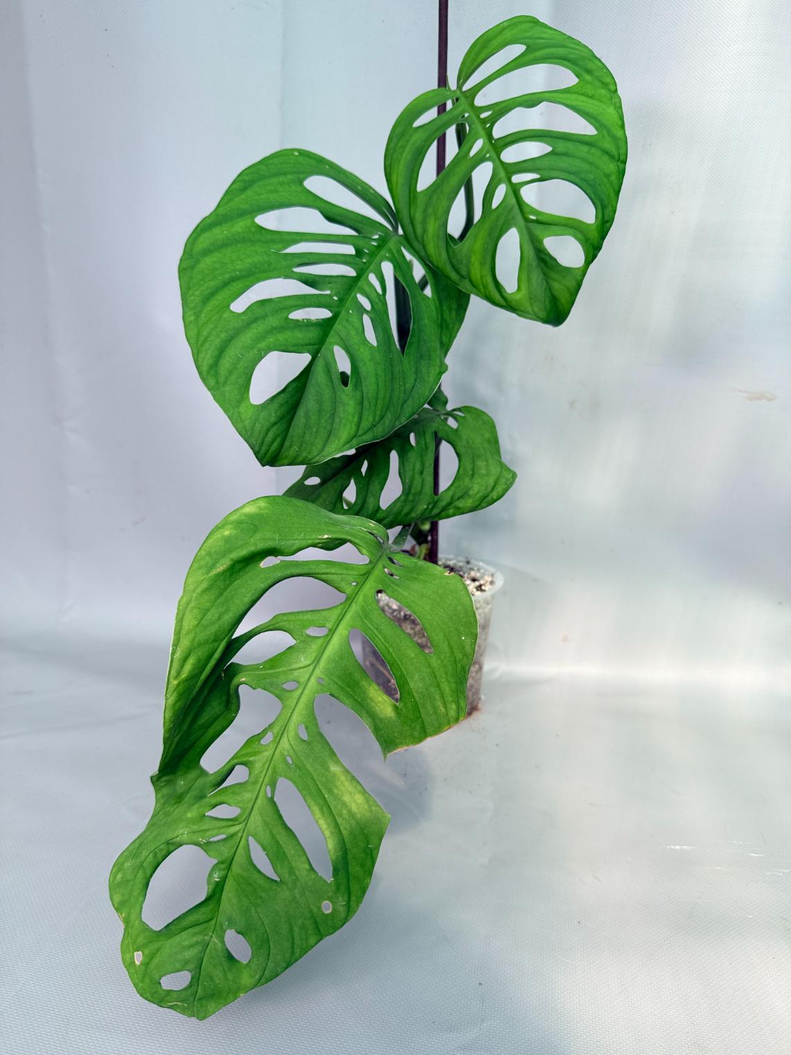 Monstera Epipremnoides Esqueleto 04