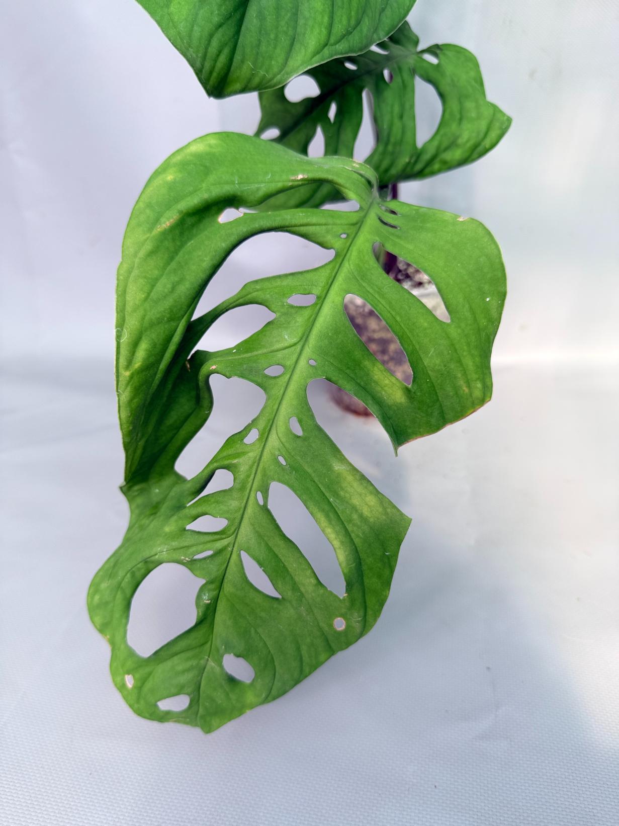 Monstera Epipremnoides Esqueleto 05