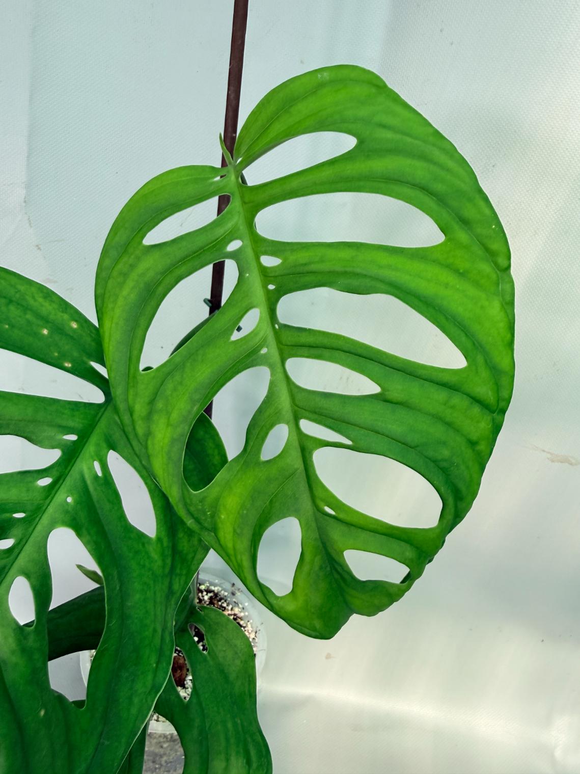 Monstera Epipremnoides Esqueleto 02