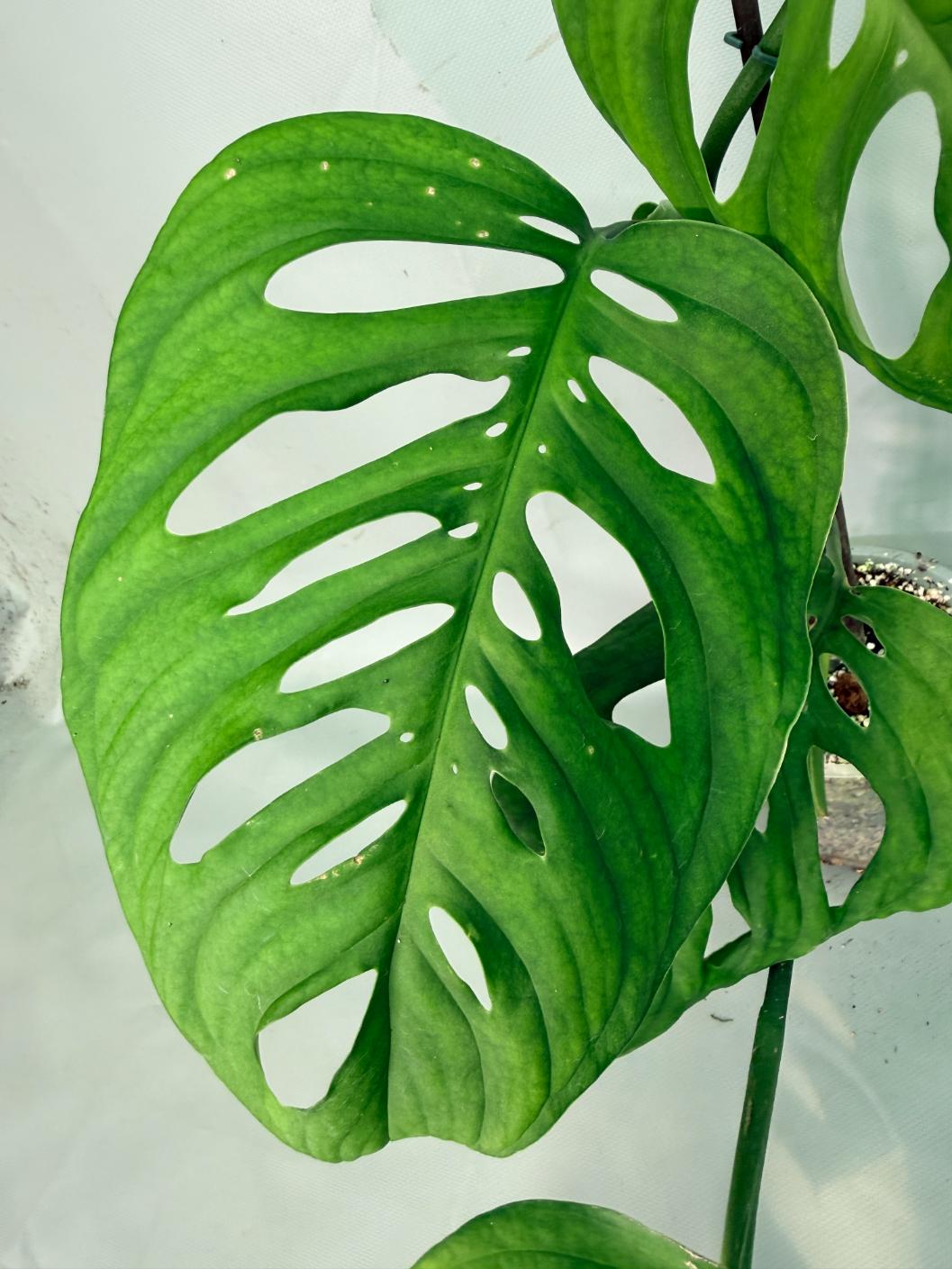 Monstera Epipremnoides Esqueleto 06