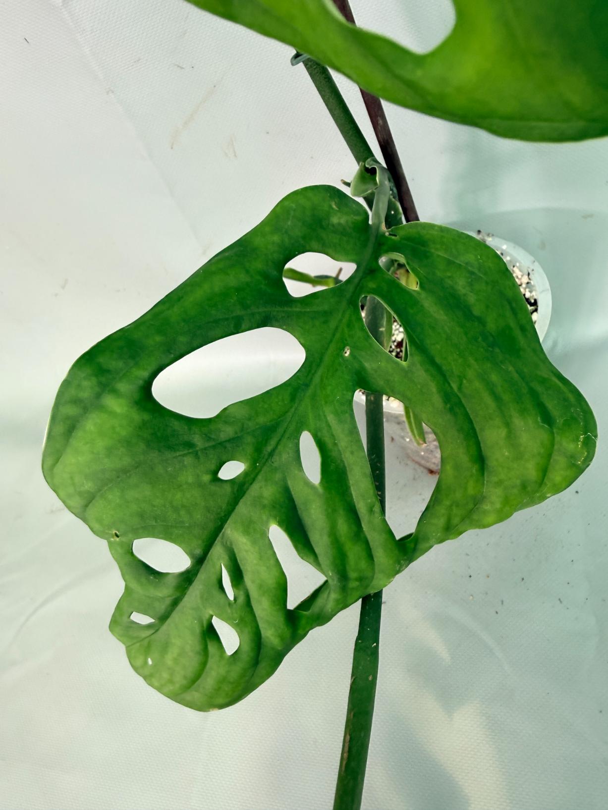 Monstera Epipremnoides Esqueleto 07