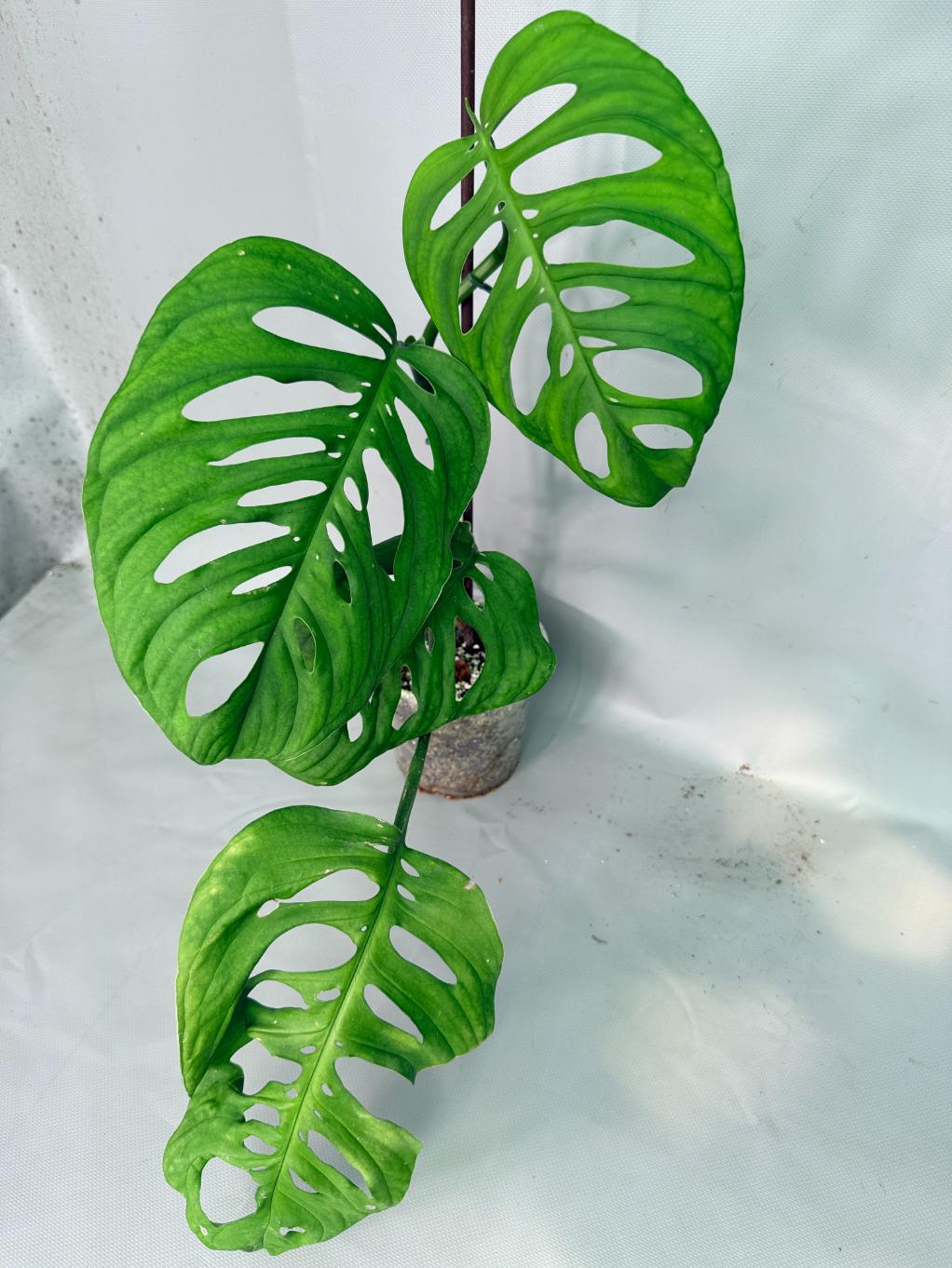 Monstera Epipremnoides Esqueleto 01