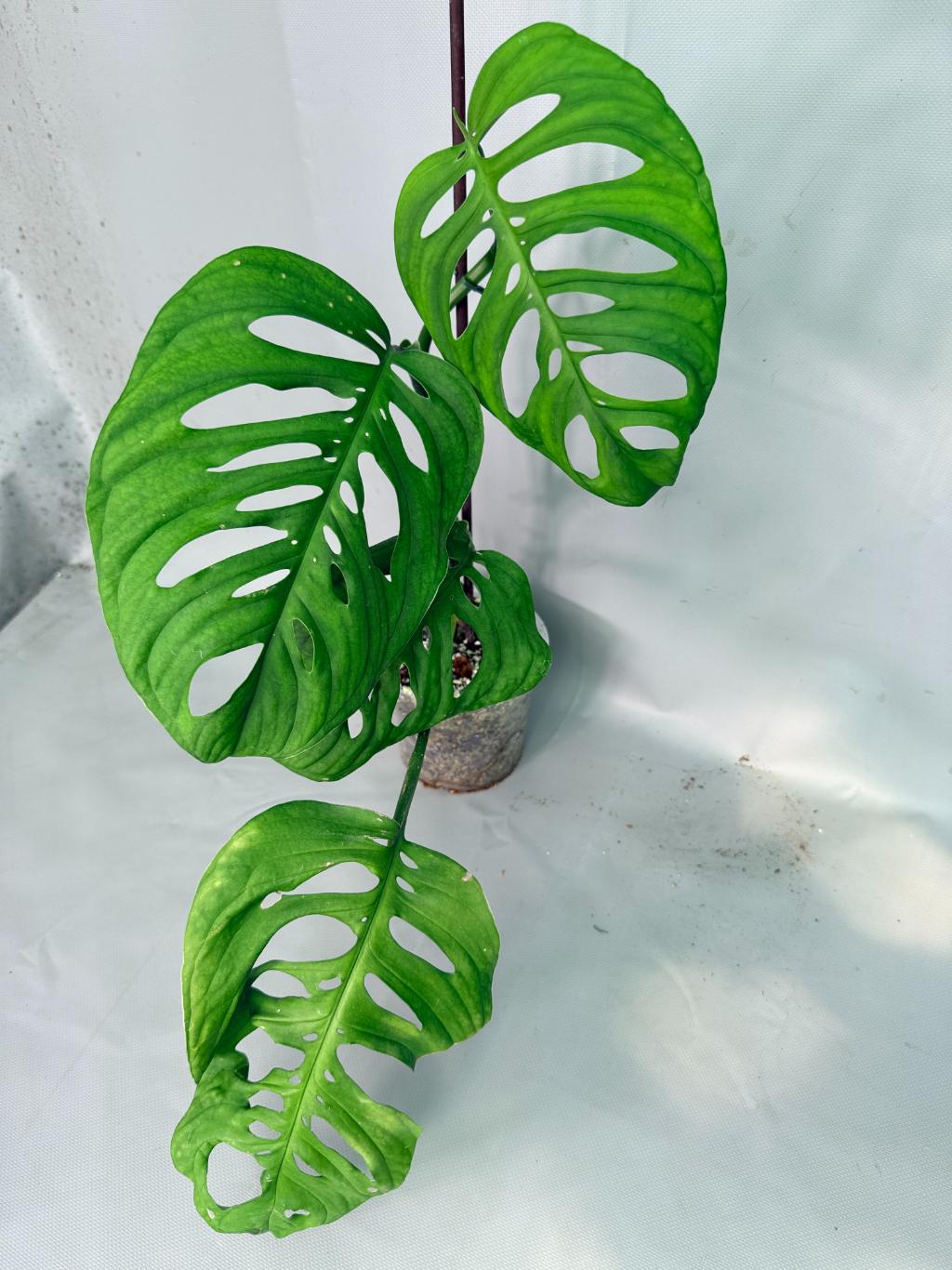 Monstera Epipremnoides Esqueleto 08