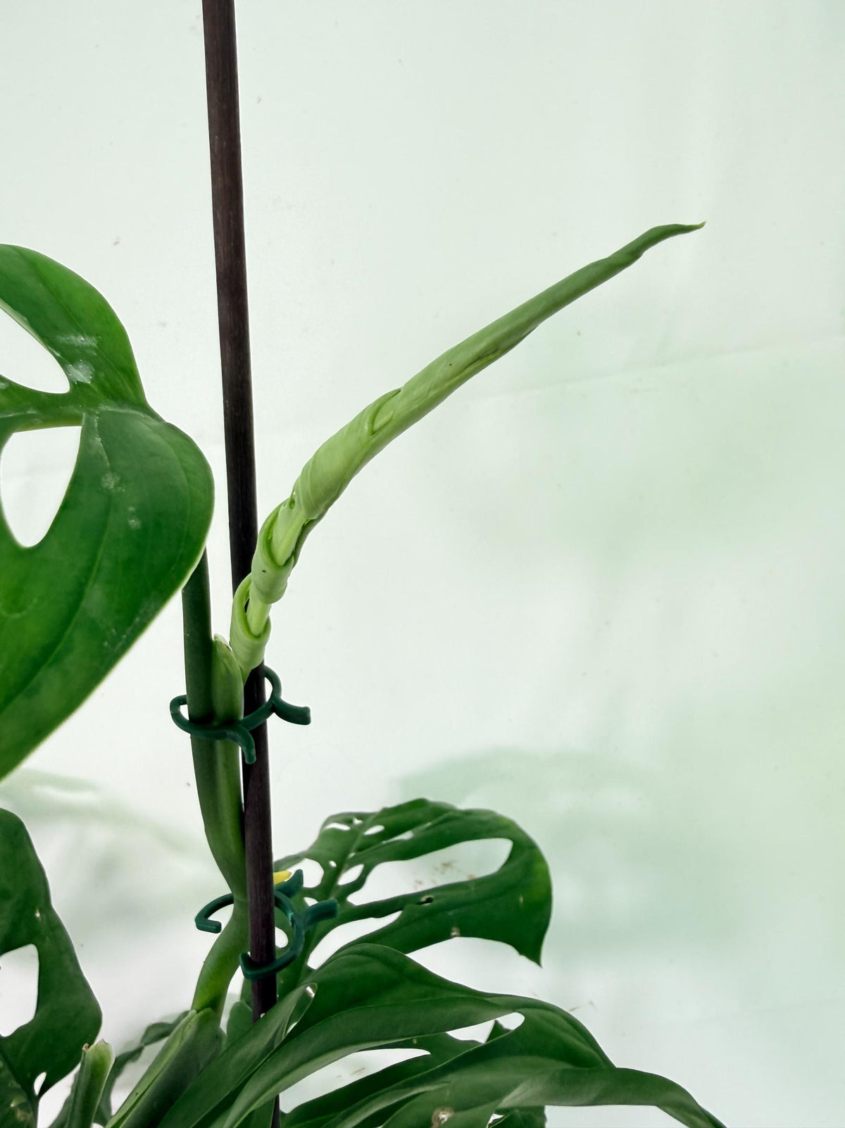 Monstera Epipremnoides Esqueleto 10