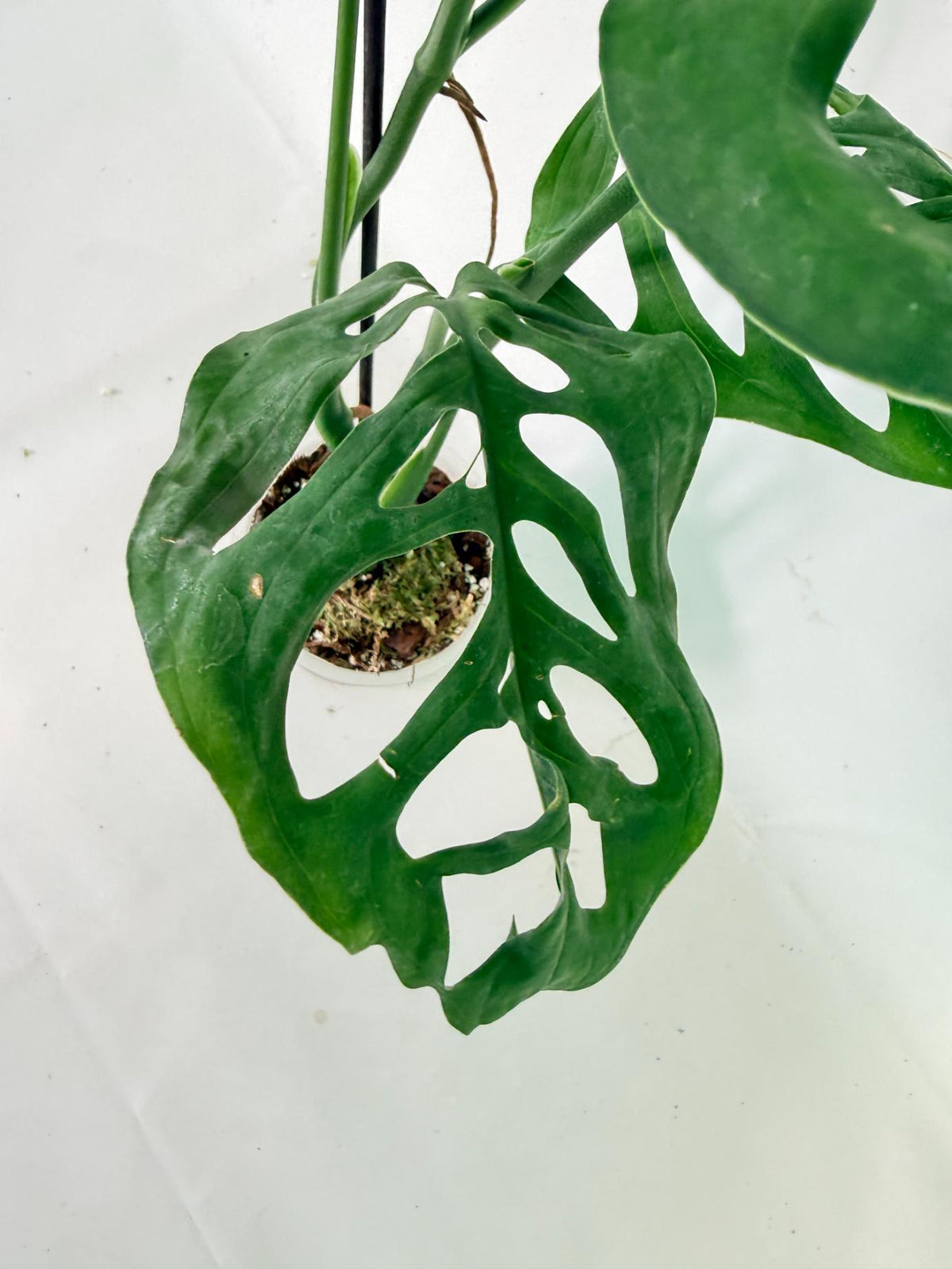 Monstera Epipremnoides Esqueleto 12