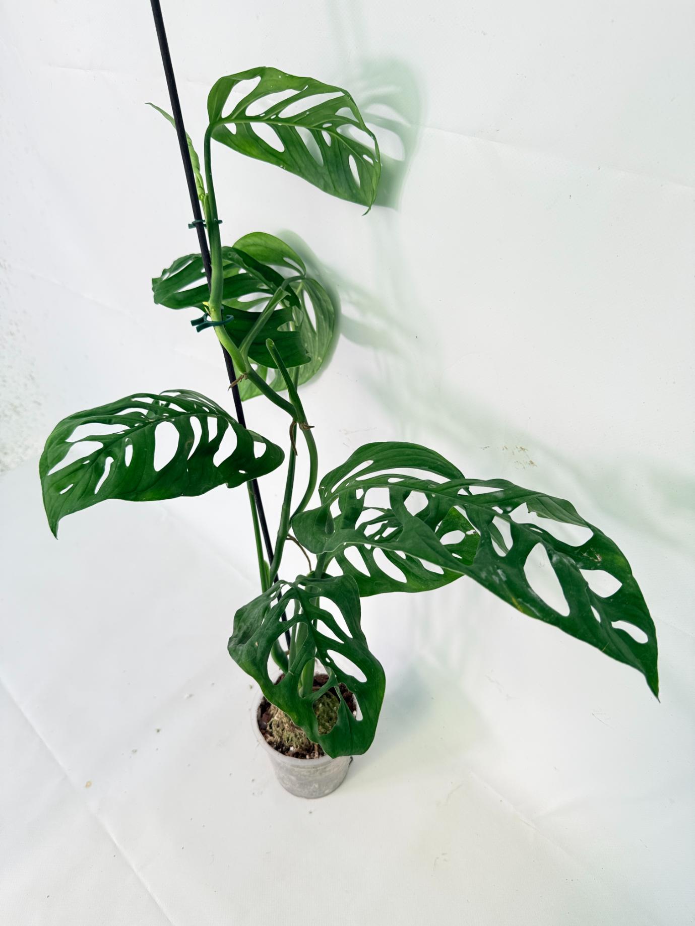 Monstera Epipremnoides Esqueleto 01