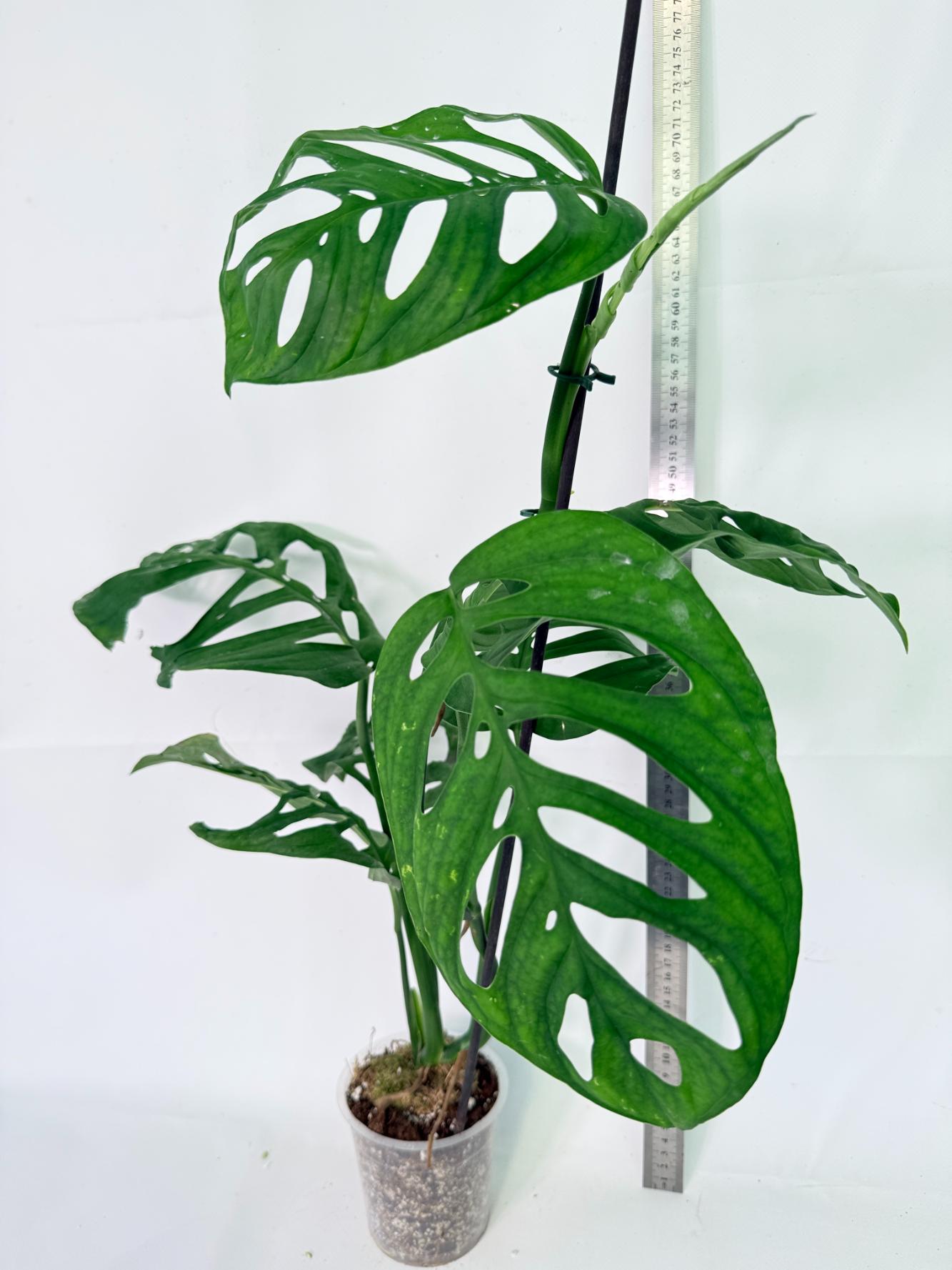 Monstera Epipremnoides Esqueleto 03