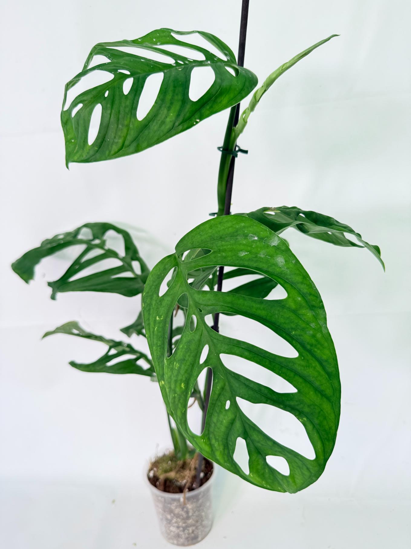 Monstera Epipremnoides Esqueleto 04