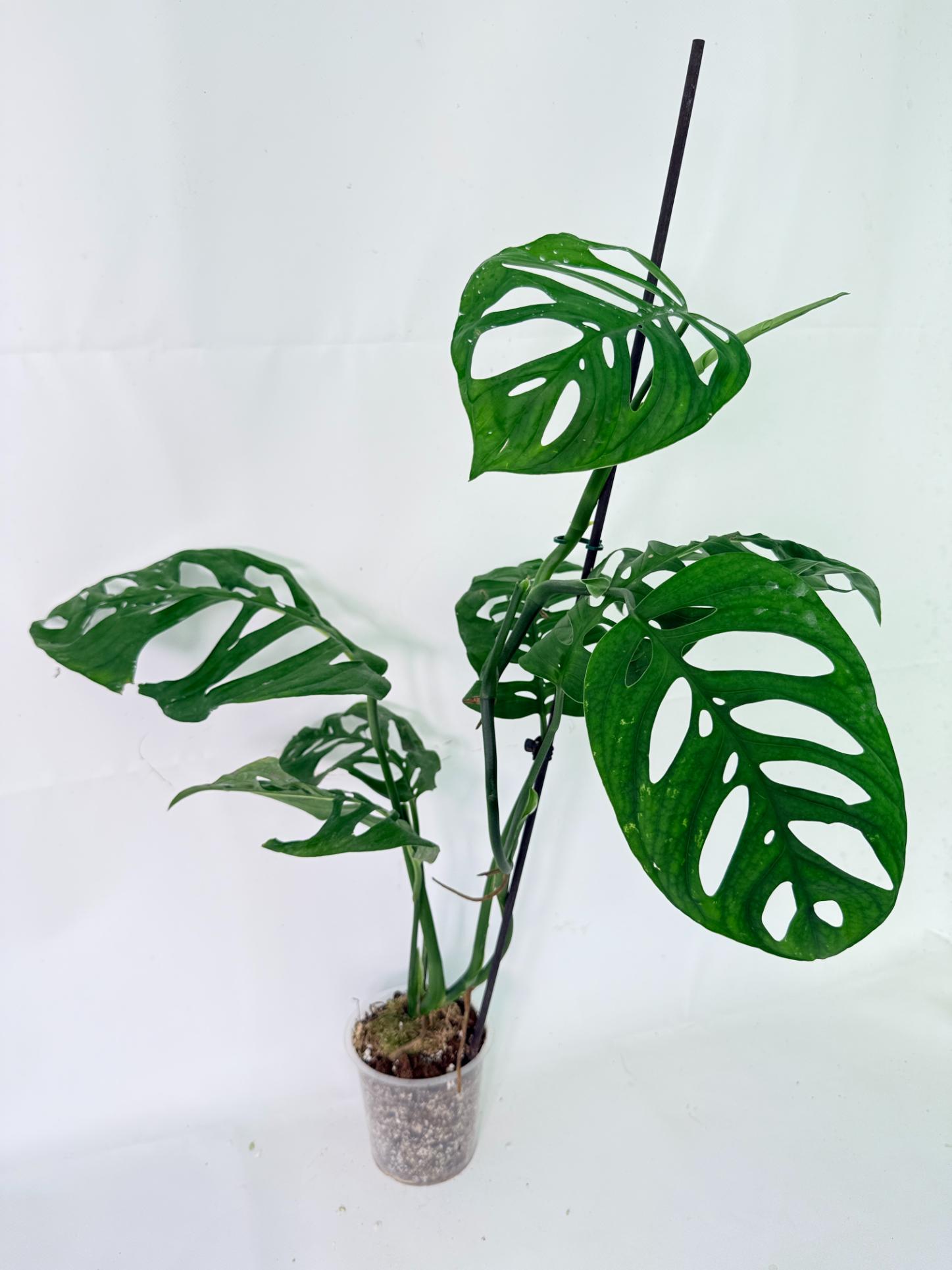 Monstera Epipremnoides Esqueleto 02