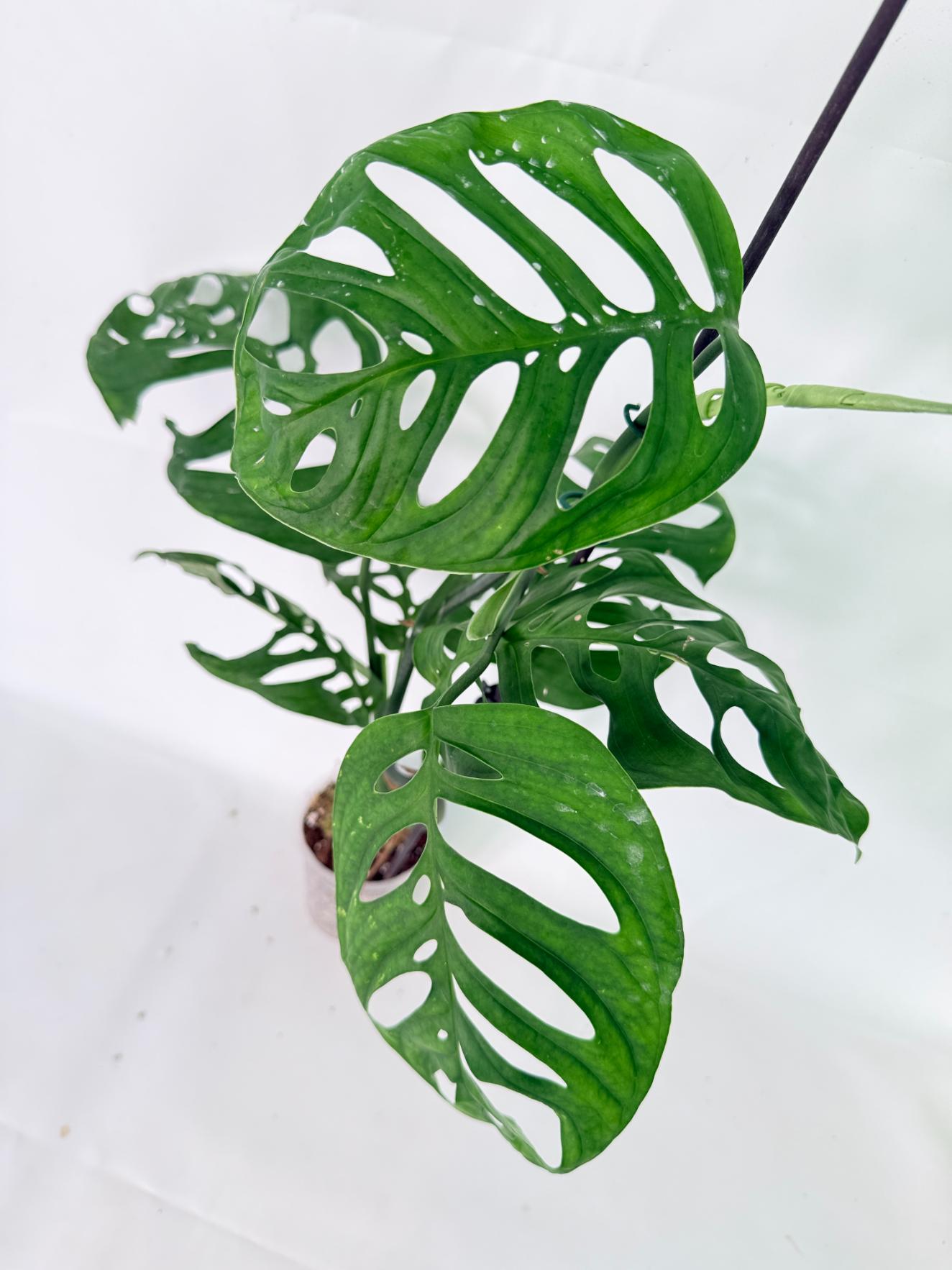 Monstera Epipremnoides Esqueleto 05