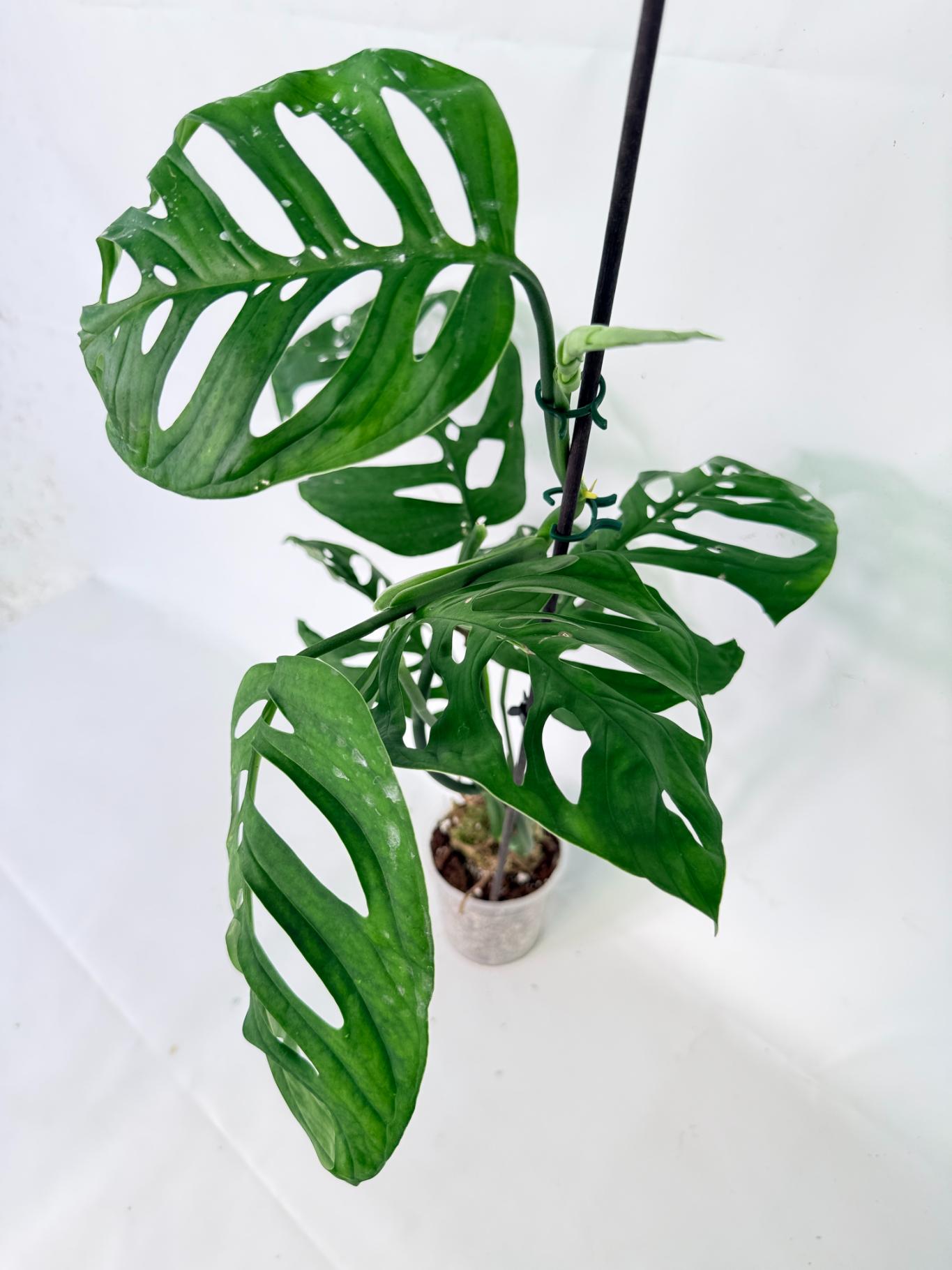Monstera Epipremnoides Esqueleto 06