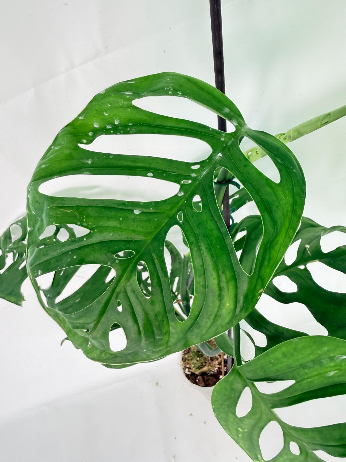 Monstera Epipremnoides Esqueleto 07