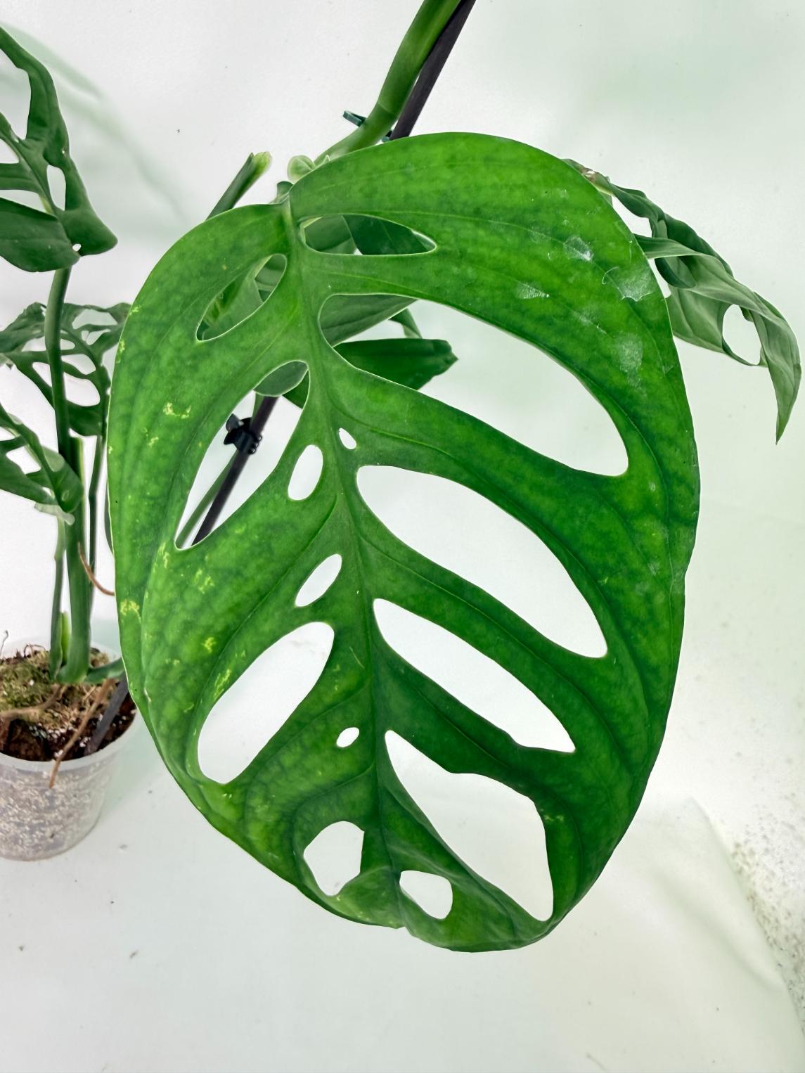 Monstera Epipremnoides Esqueleto 08