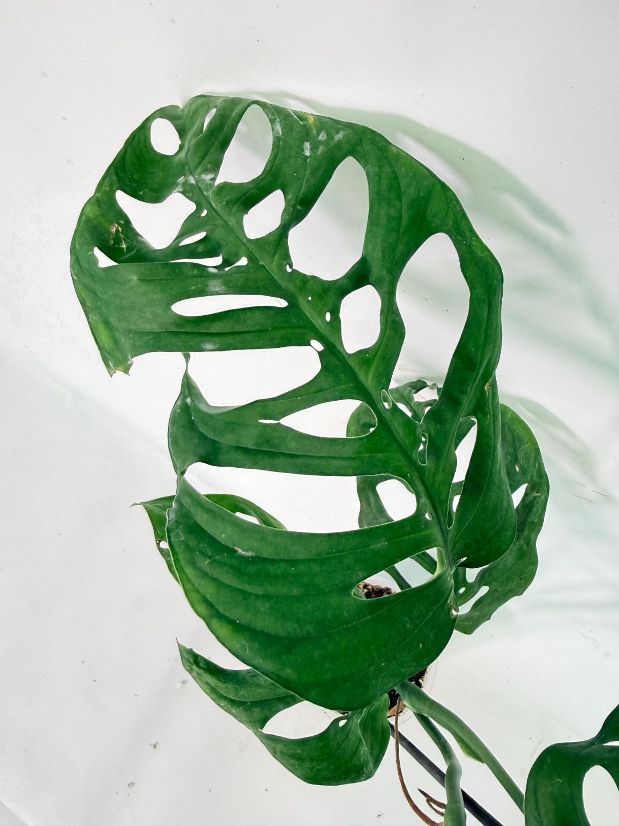 Monstera Epipremnoides Esqueleto 09