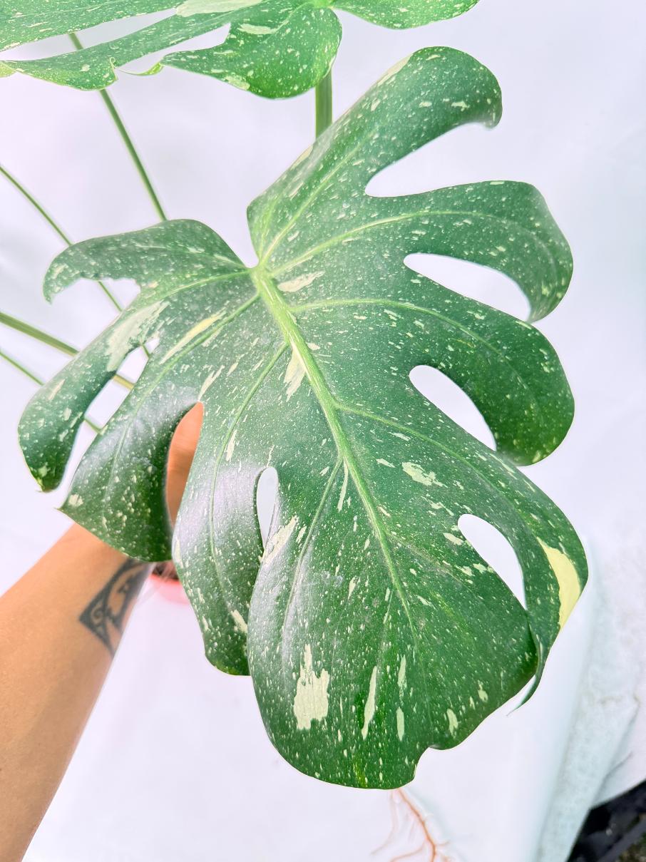 Monstera Thai Constellation XL 07