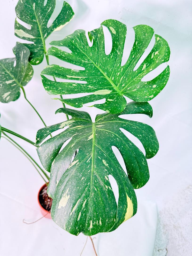 Monstera Thai Constellation XL 08
