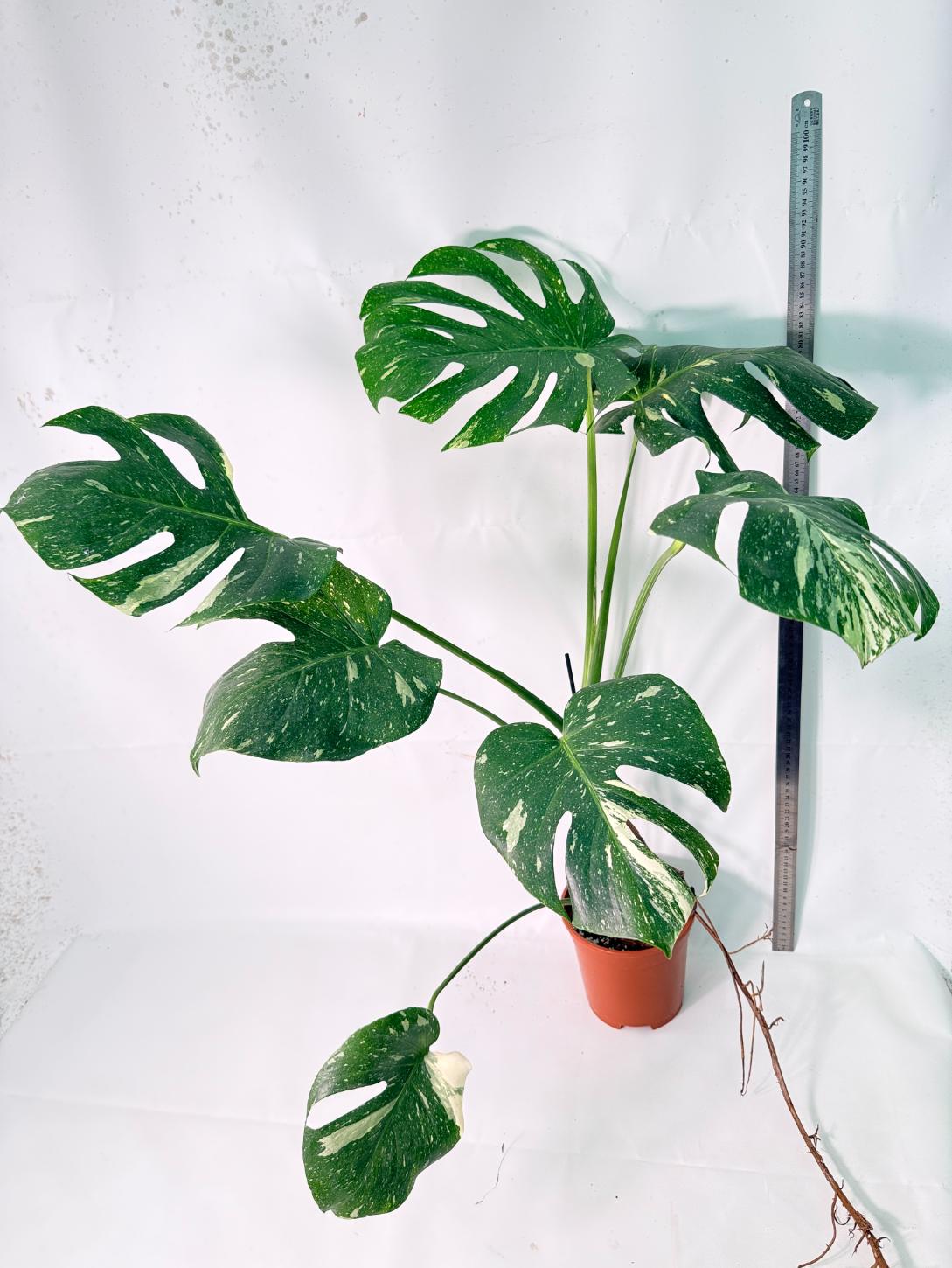 Monstera Thai Constellation XL 09