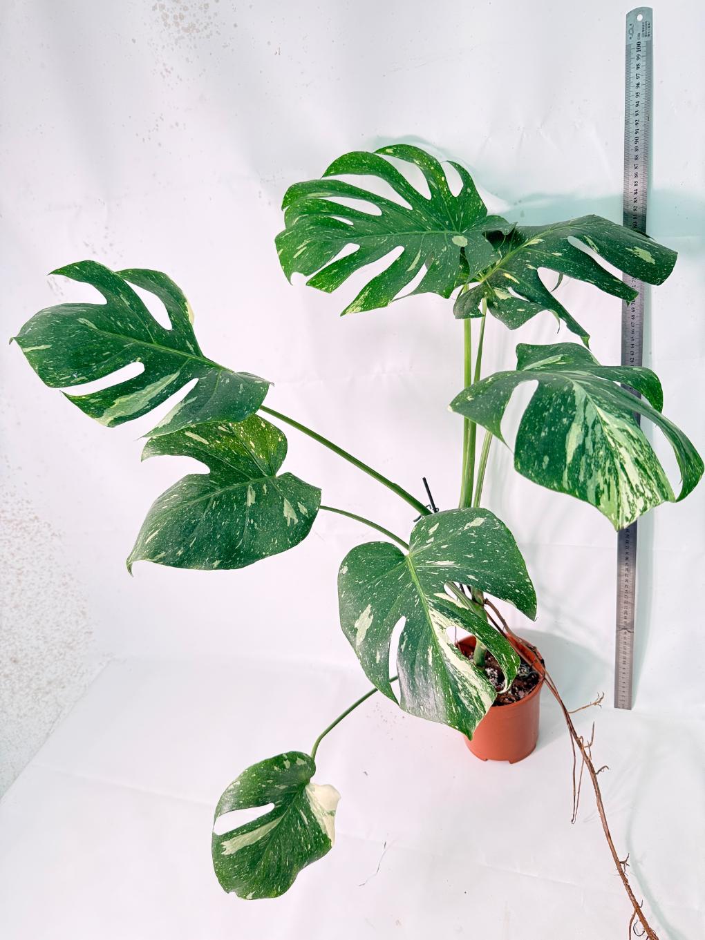 Monstera Thai Constellation XL 10