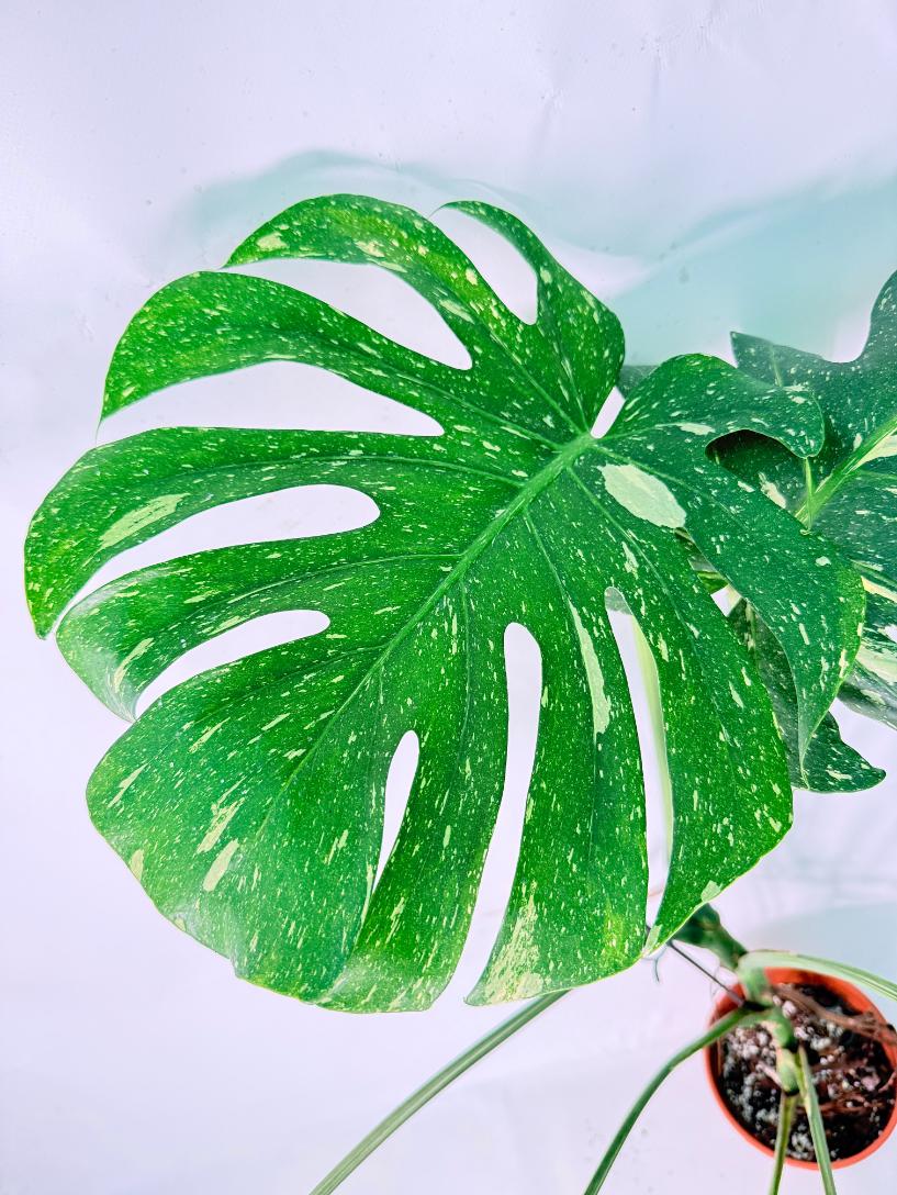 Monstera Thai Constellation XL 02